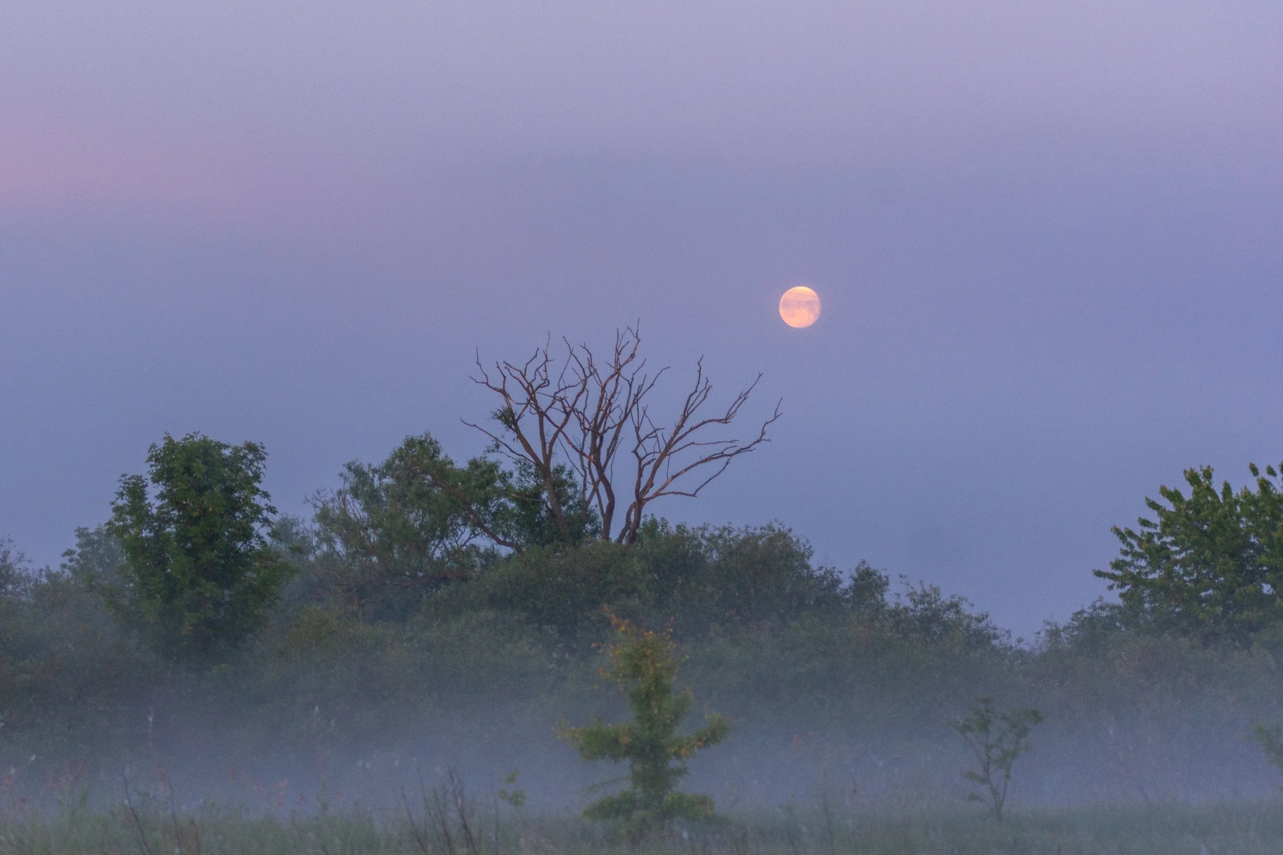 Full Strawberry Moon (a micromoon!)