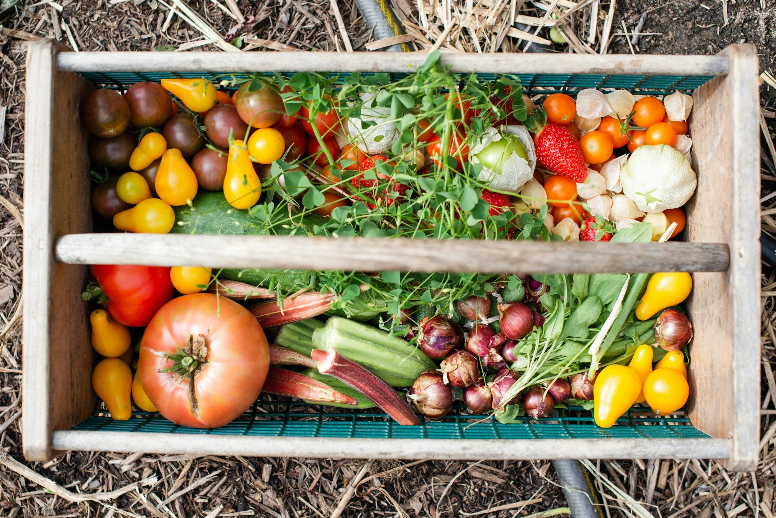 Freshly picked heirloom tomatoes, strawberries, yellow and orange cherry tomatoes, green bell pepper, and other vegetables in a wooden crate outdoors on soil.