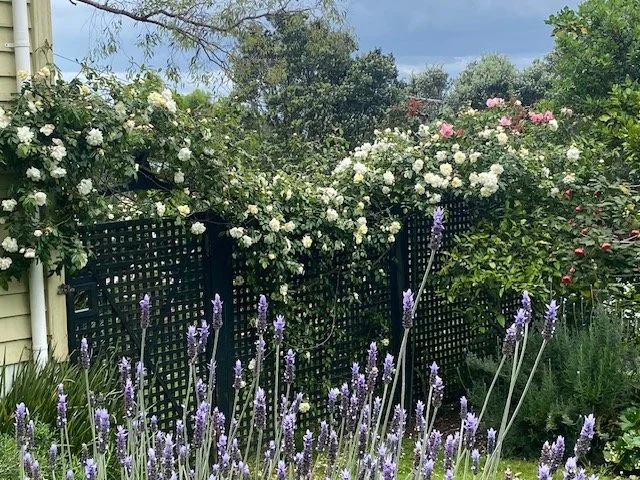 Back of rose trellis.jpeg