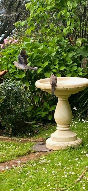 Birds in bath.PNG
