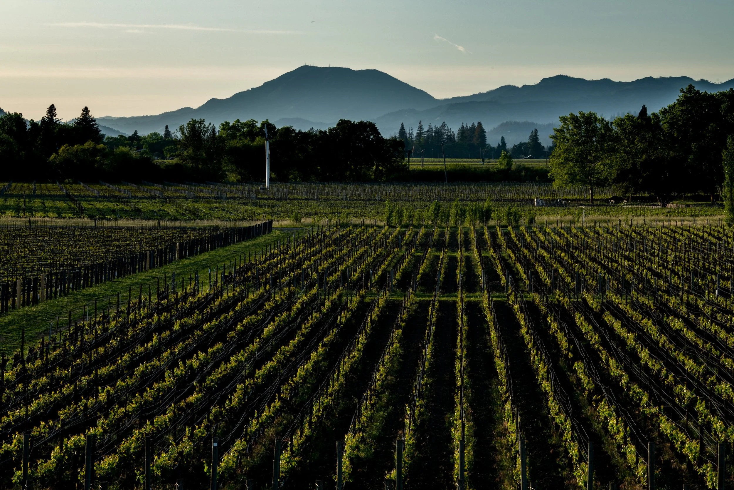 Vineyard field with rows of grapevines, trees, and mountains in the background under a partly cloudy sky.