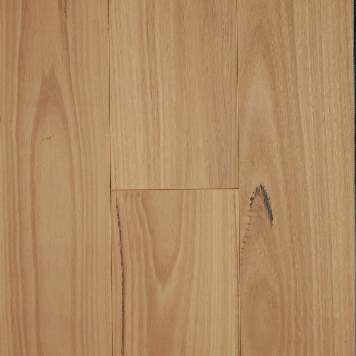Blackbutt