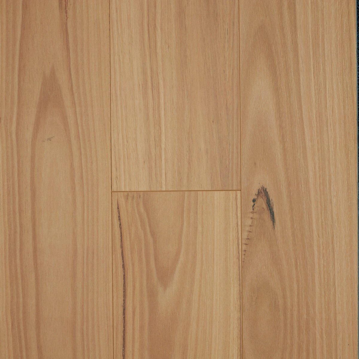 Blackbutt
