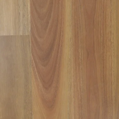 Spotted Gum
