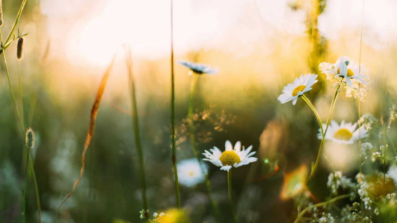 Spring has Sprung!