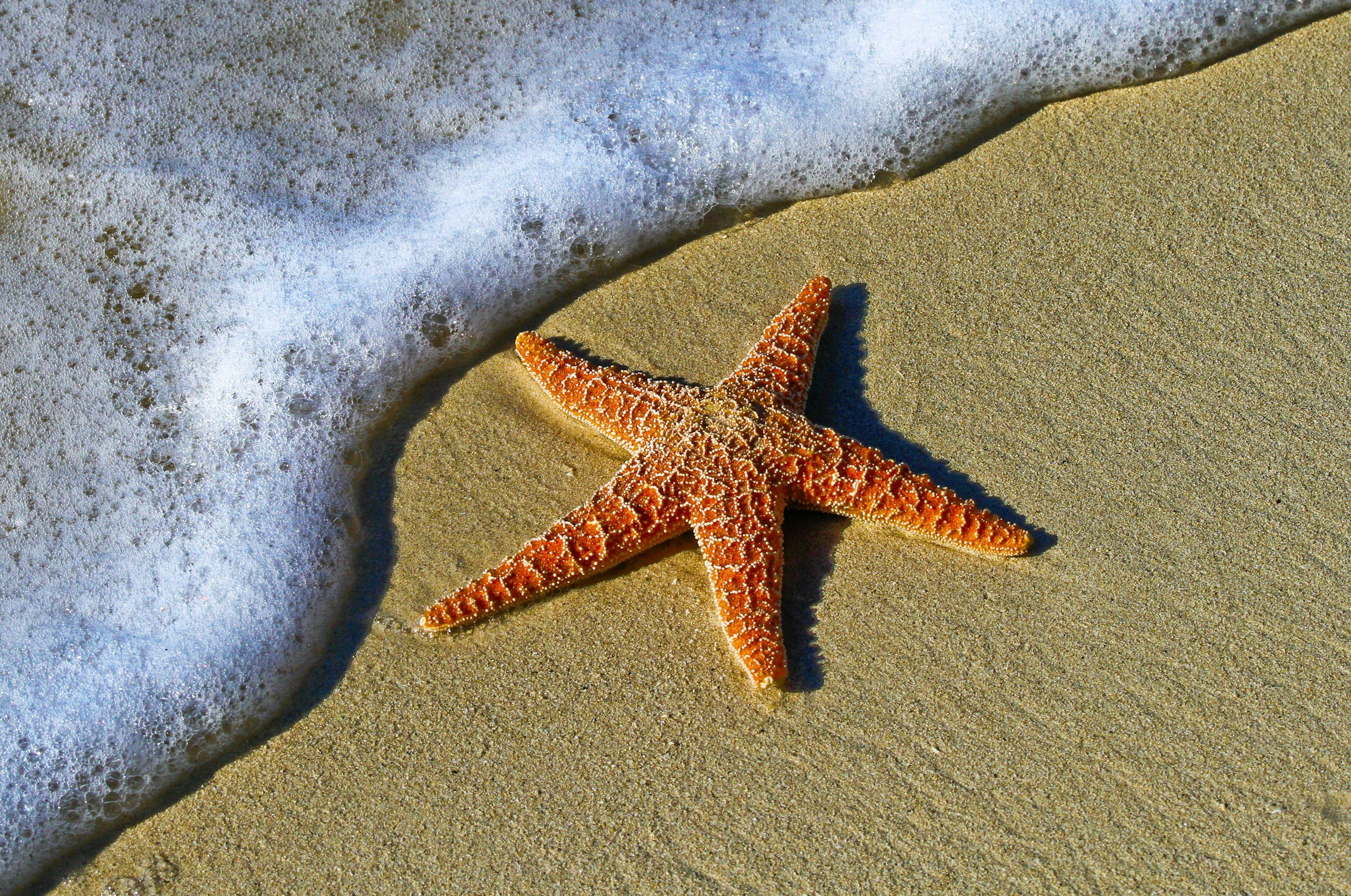 A starfish on the sandy beach near the shoreline with waves washing up.