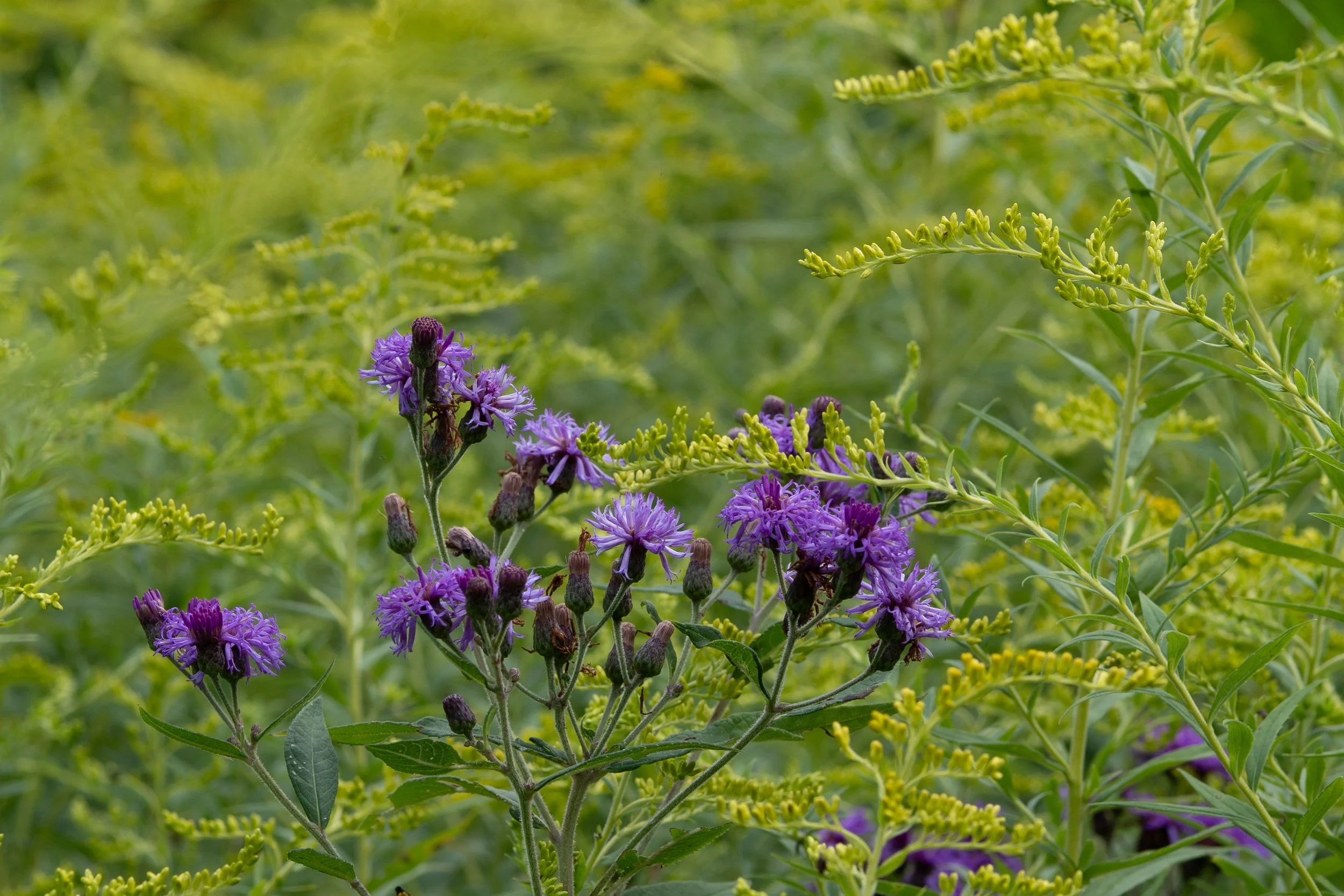 DSC07747.jpg