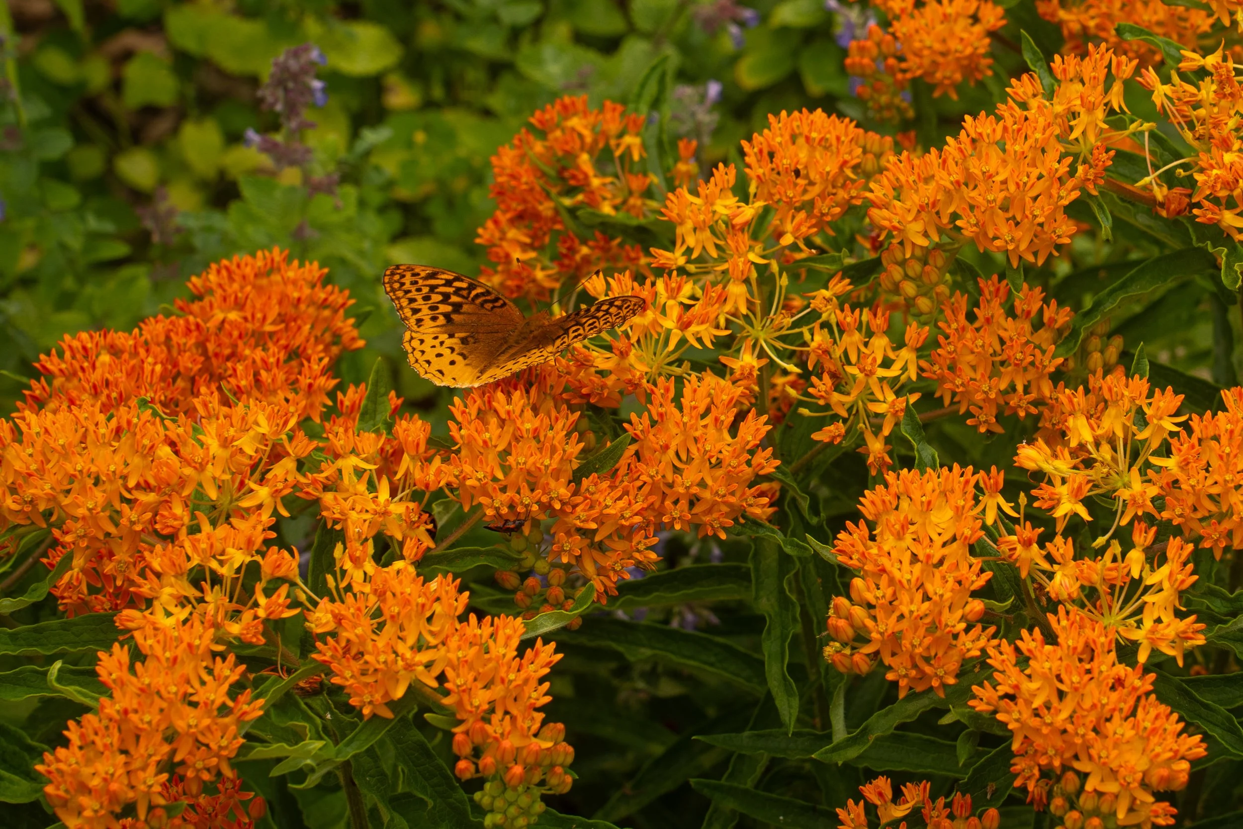 DSC07055.jpg