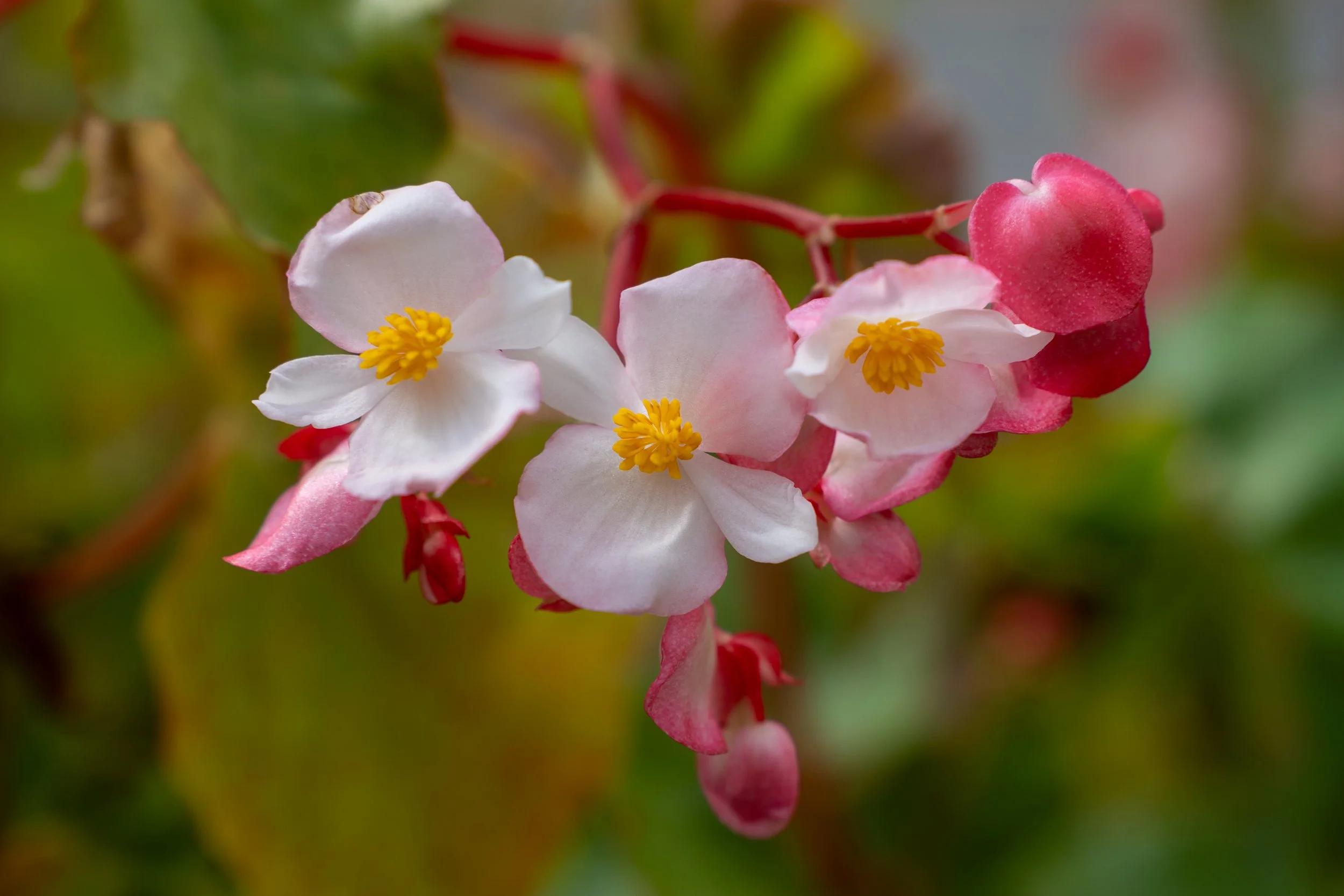 DSC07355.jpg