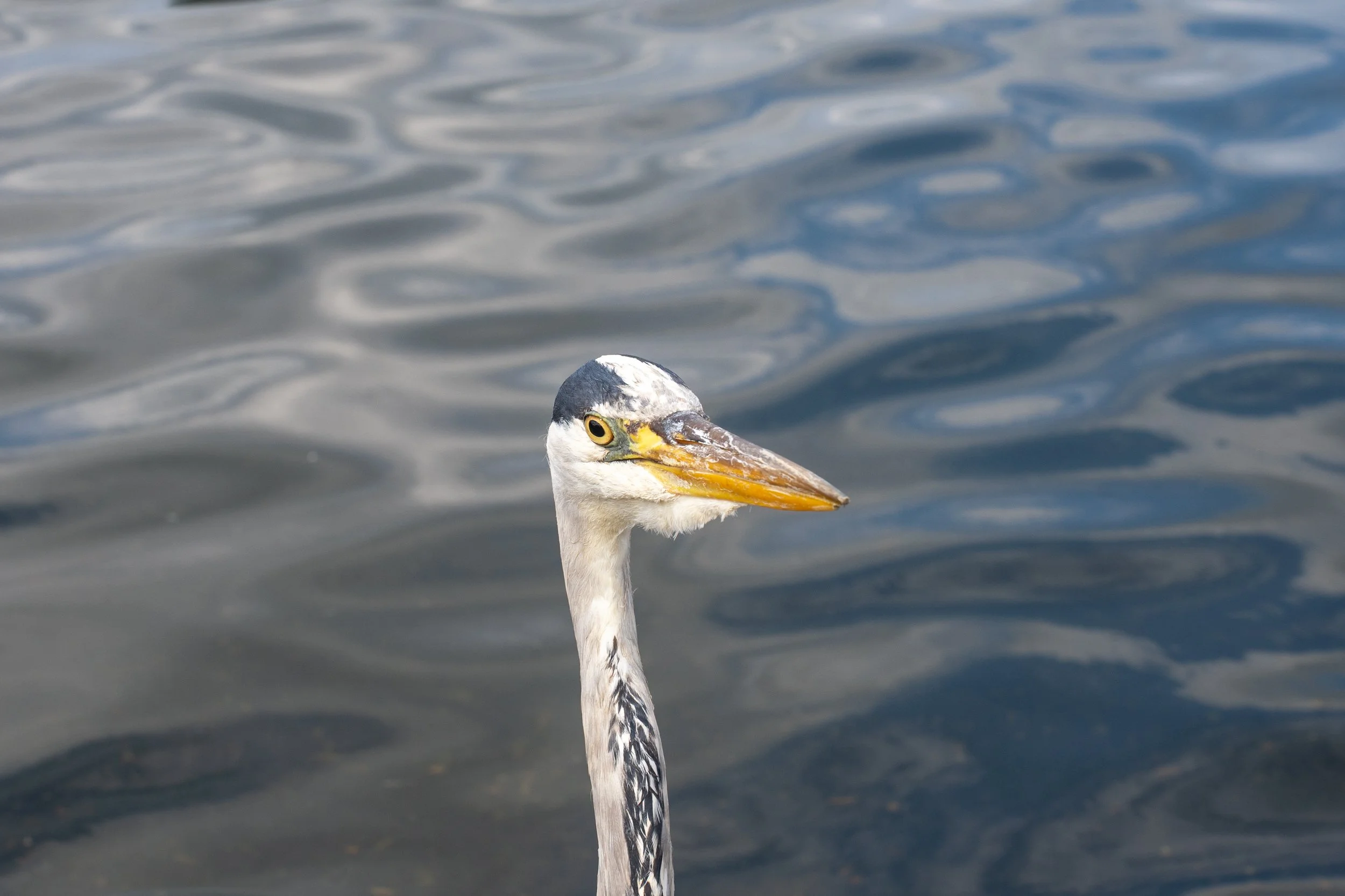 DSC07649.jpg
