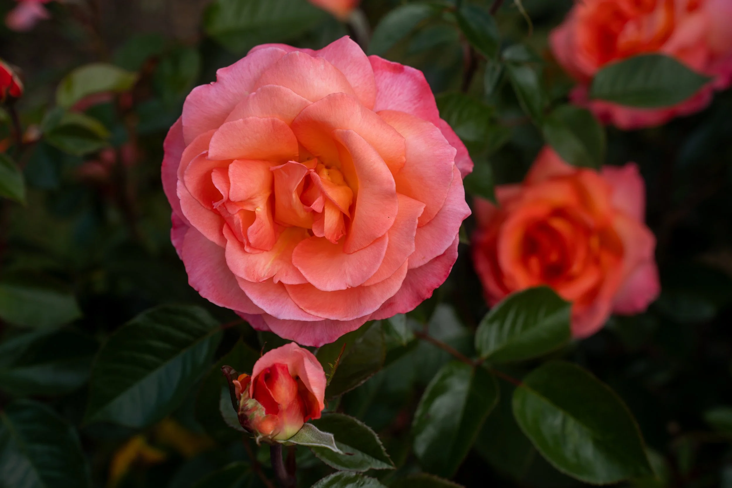 DSC07343.jpg