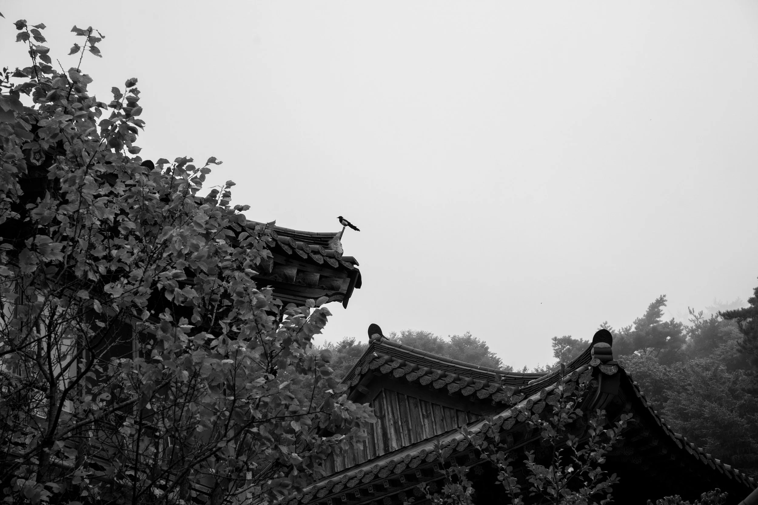 DSC02261.jpg