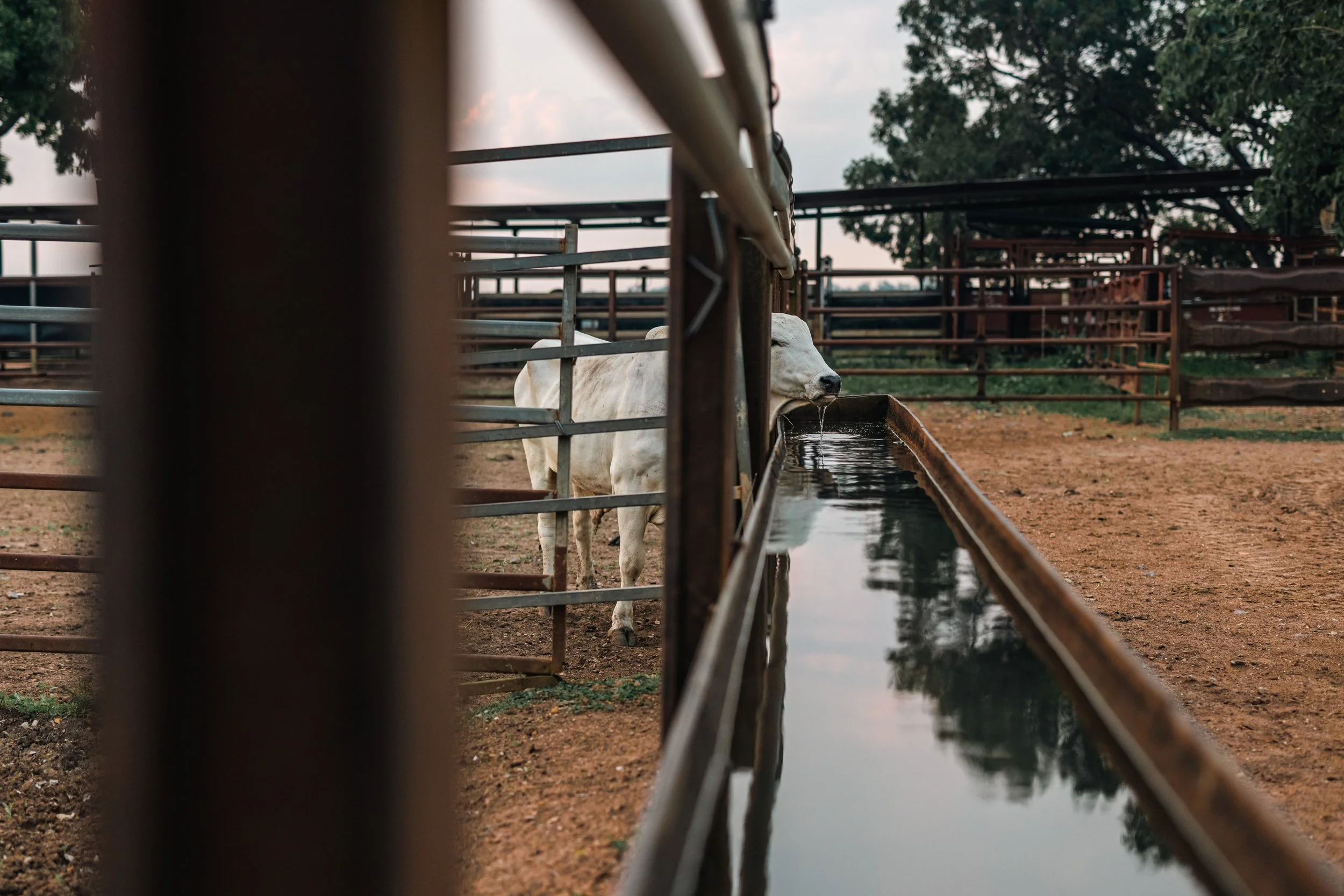 A white horse drinking water from a trough on a farm, seen through metal fencing with trees and sky in the background.