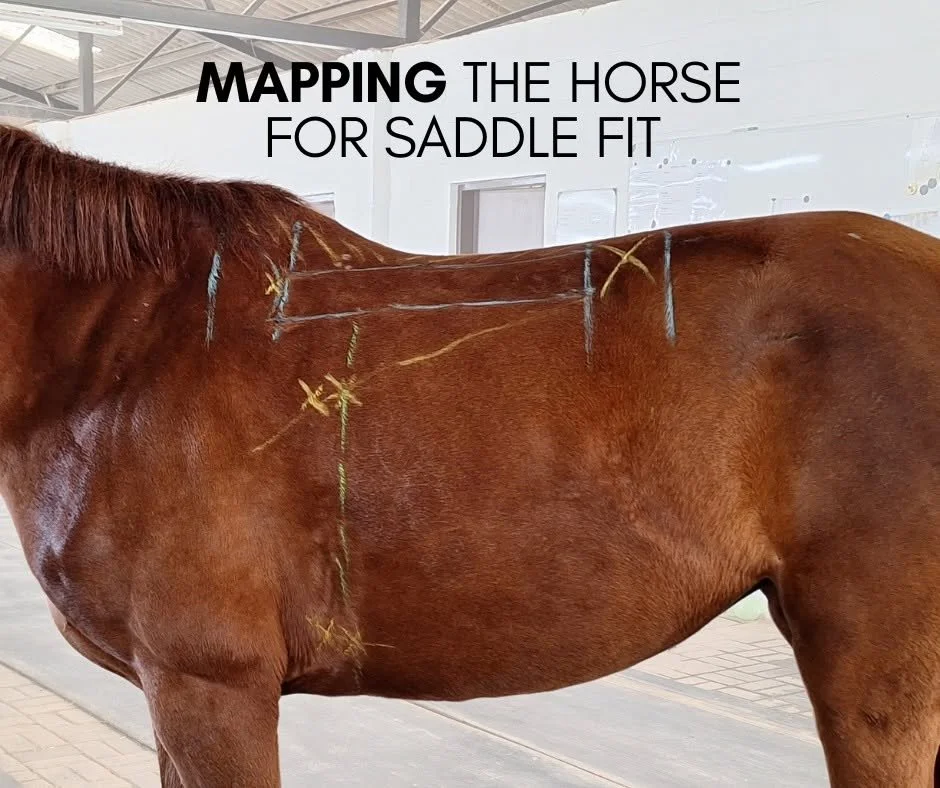 A brown horse with markings indicating saddle fit, standing inside a stable or barn with a white background.