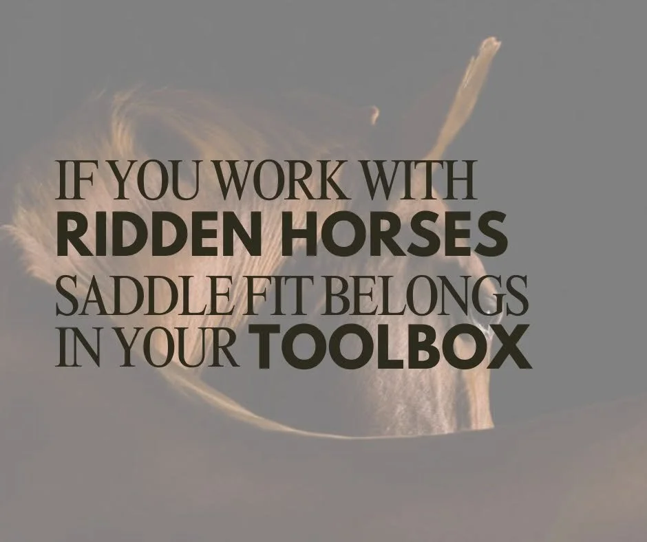 Text overlay on a blurred image of a horse's head and mane, reading: 'If you work with ridden horses, saddle fit belongs in your toolbox.'
