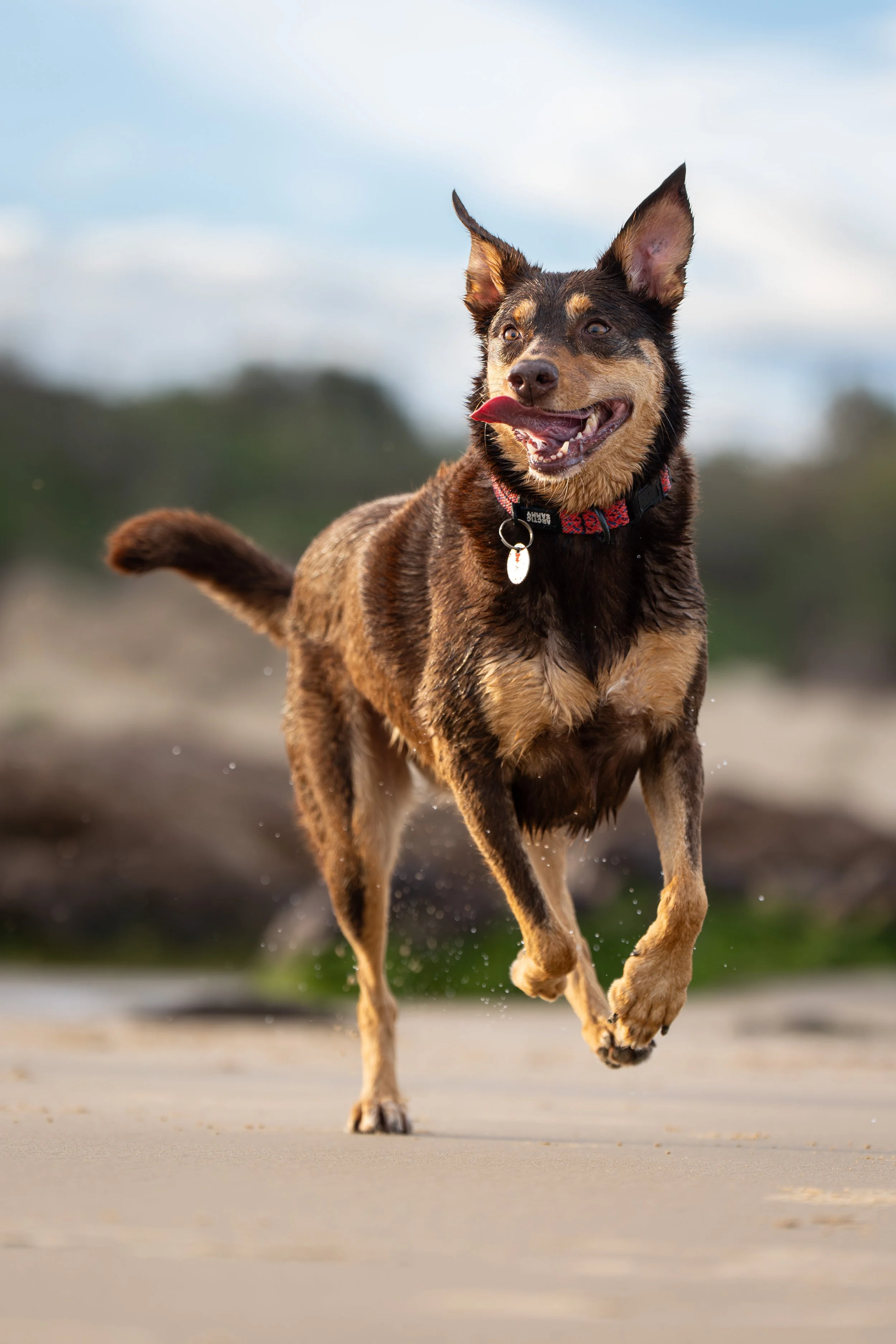A happy dog running on a sandy beach with a cloudy sky in the background.