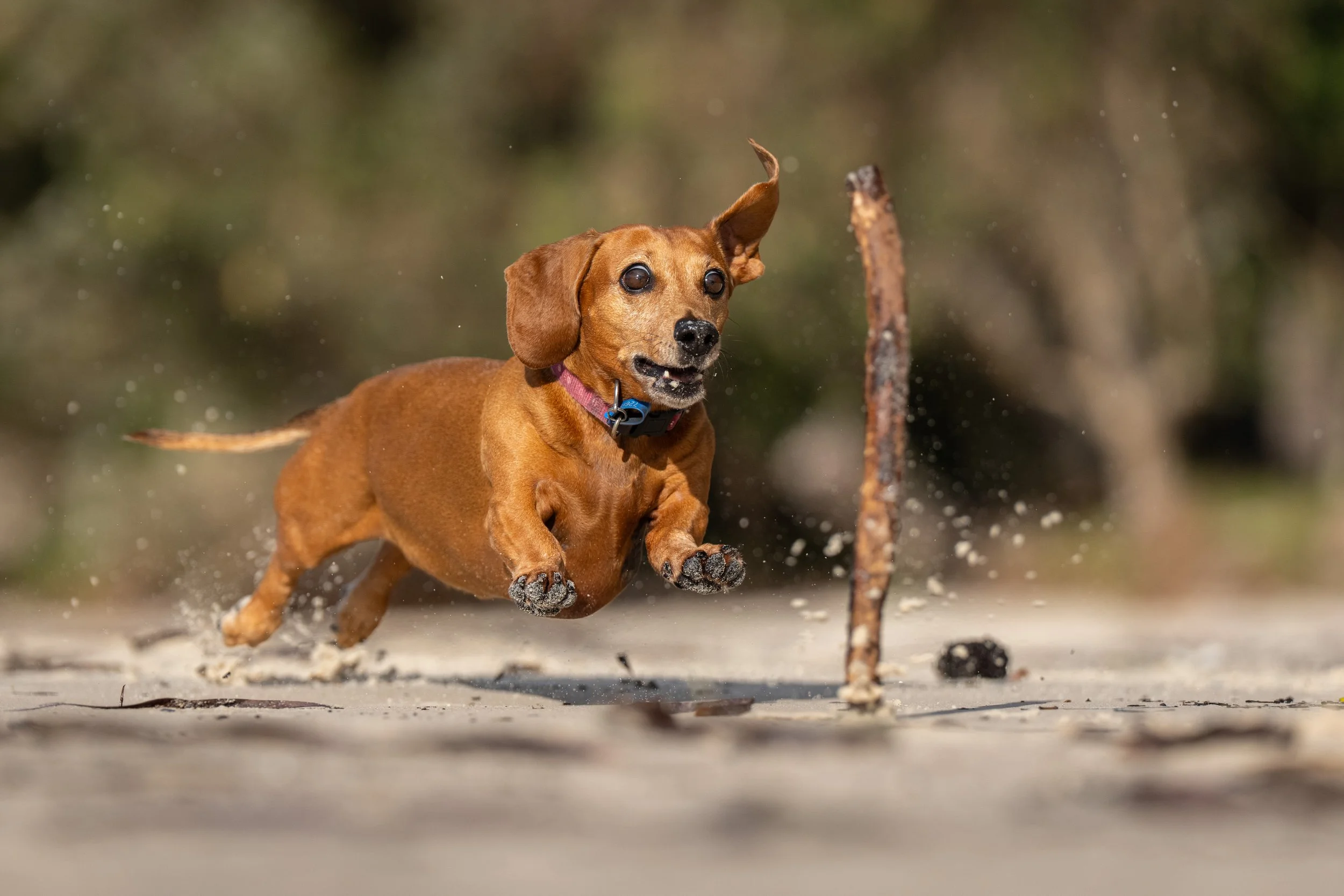 A small brown dog, a Dachshund, running on sandy ground with water splashing around, chasing after a stick.