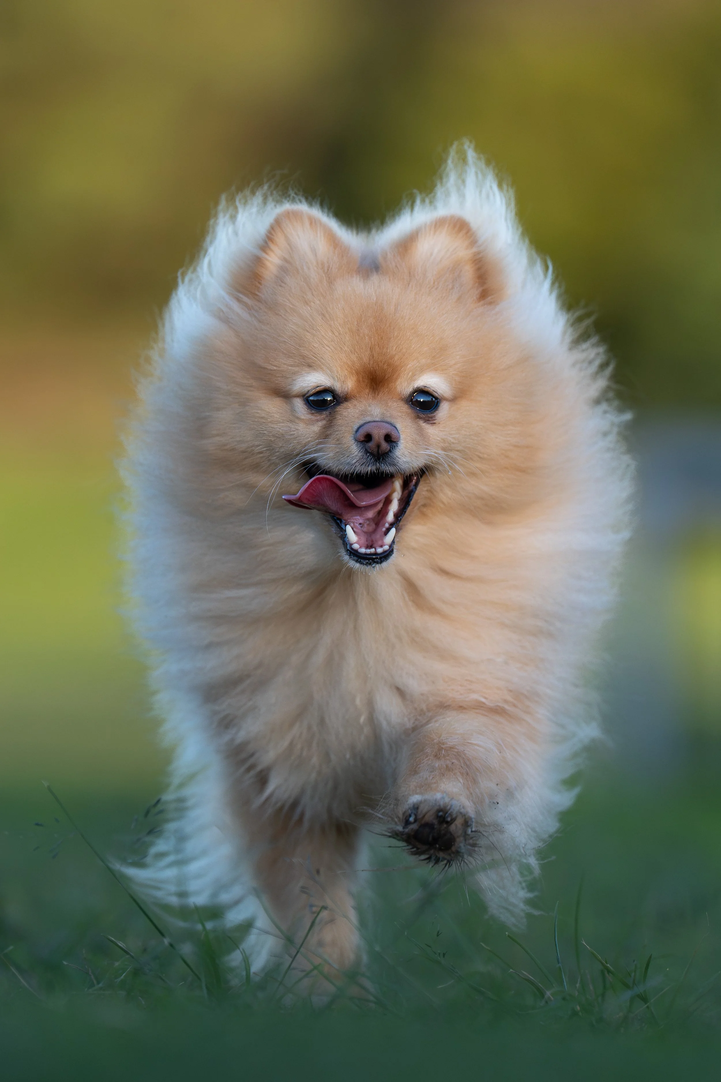 A fluffy Pomeranian dog running towards the camera on a grassy area, with an excited expression and its tongue out.