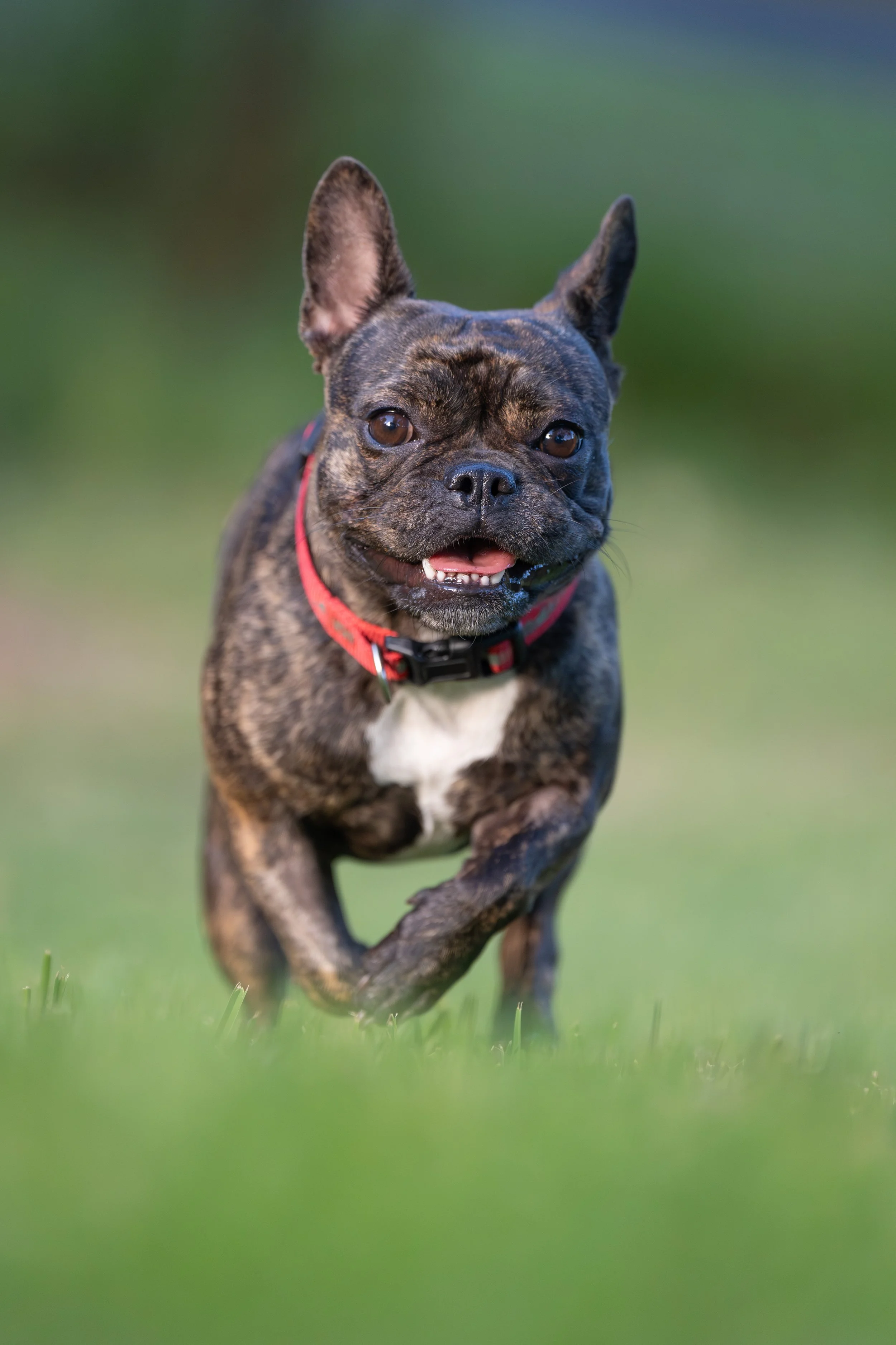 A brindle French Bulldog running on a grassy field, wearing a red collar, with a blurred green background.