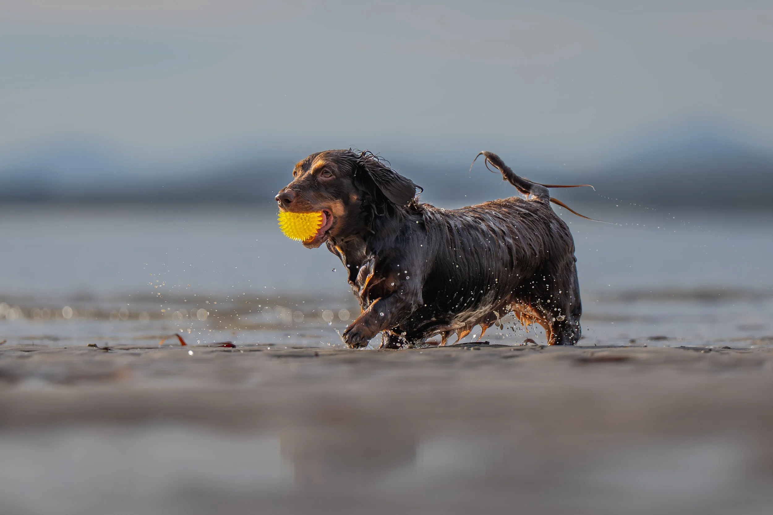 A wet black dog running on the beach with a yellow spiky ball in its mouth.