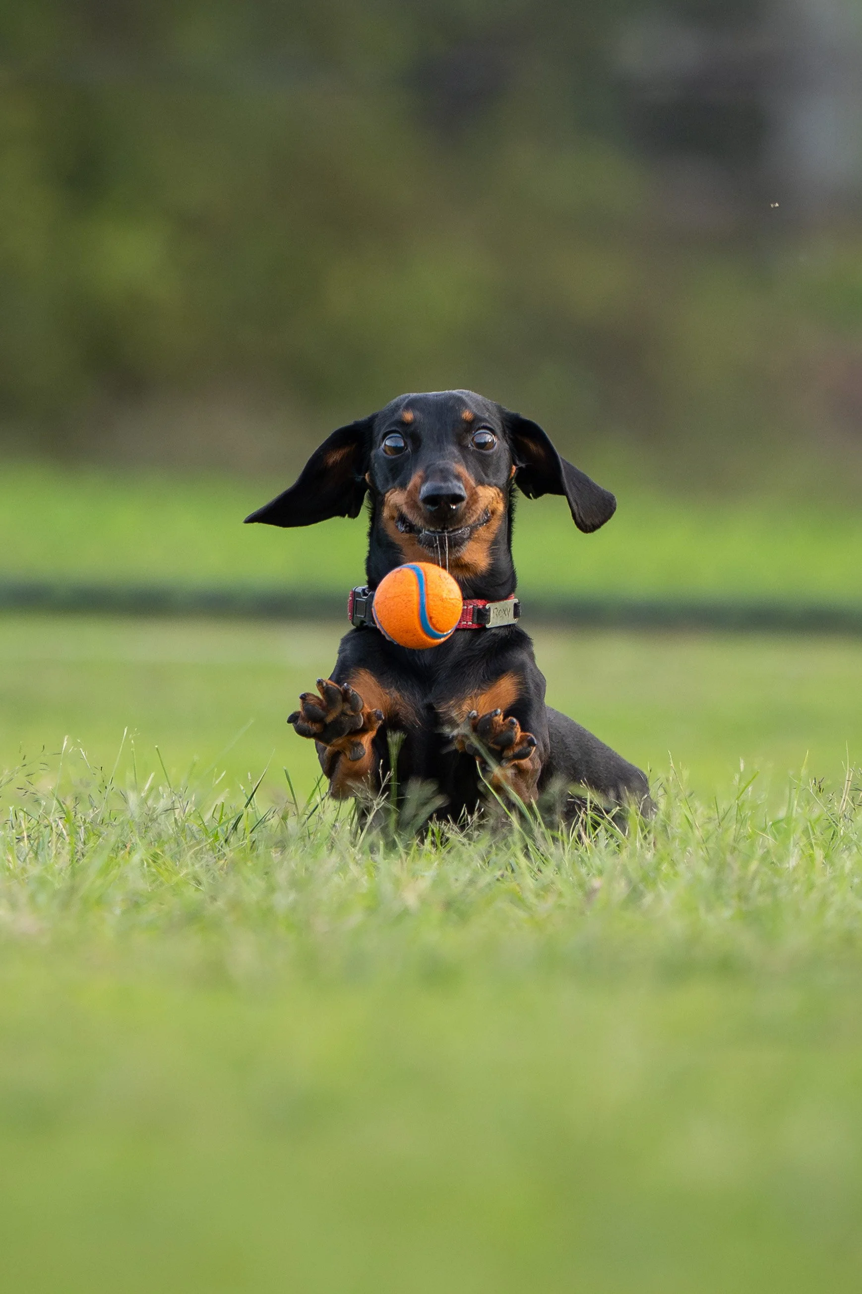 A black and tan dachshund puppy is jumping in the grass with an orange tennis ball in its mouth, outdoors.
