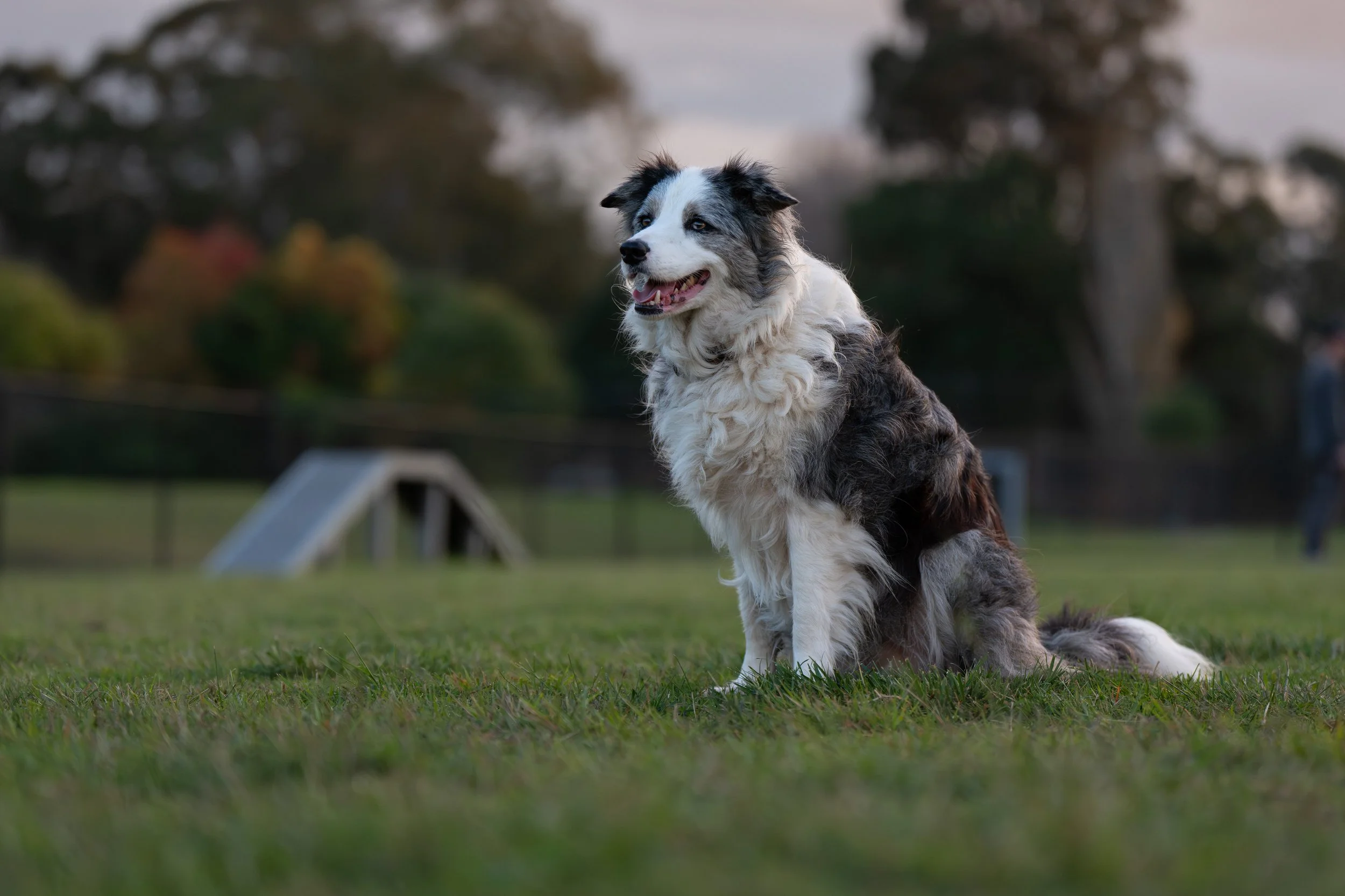 A fluffy gray and white Australian Shepherd dog sitting on green grass in a park with trees and a cloudy sky in the background.