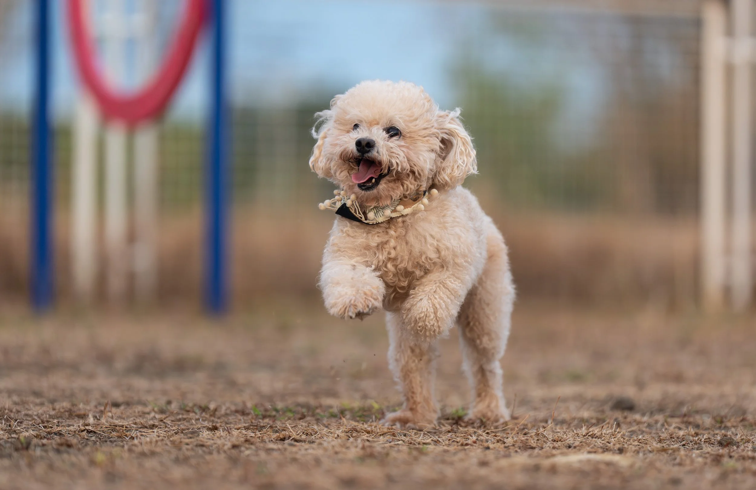 A small, curly-haired dog running on a dirt path, with blurred playground equipment in the background.