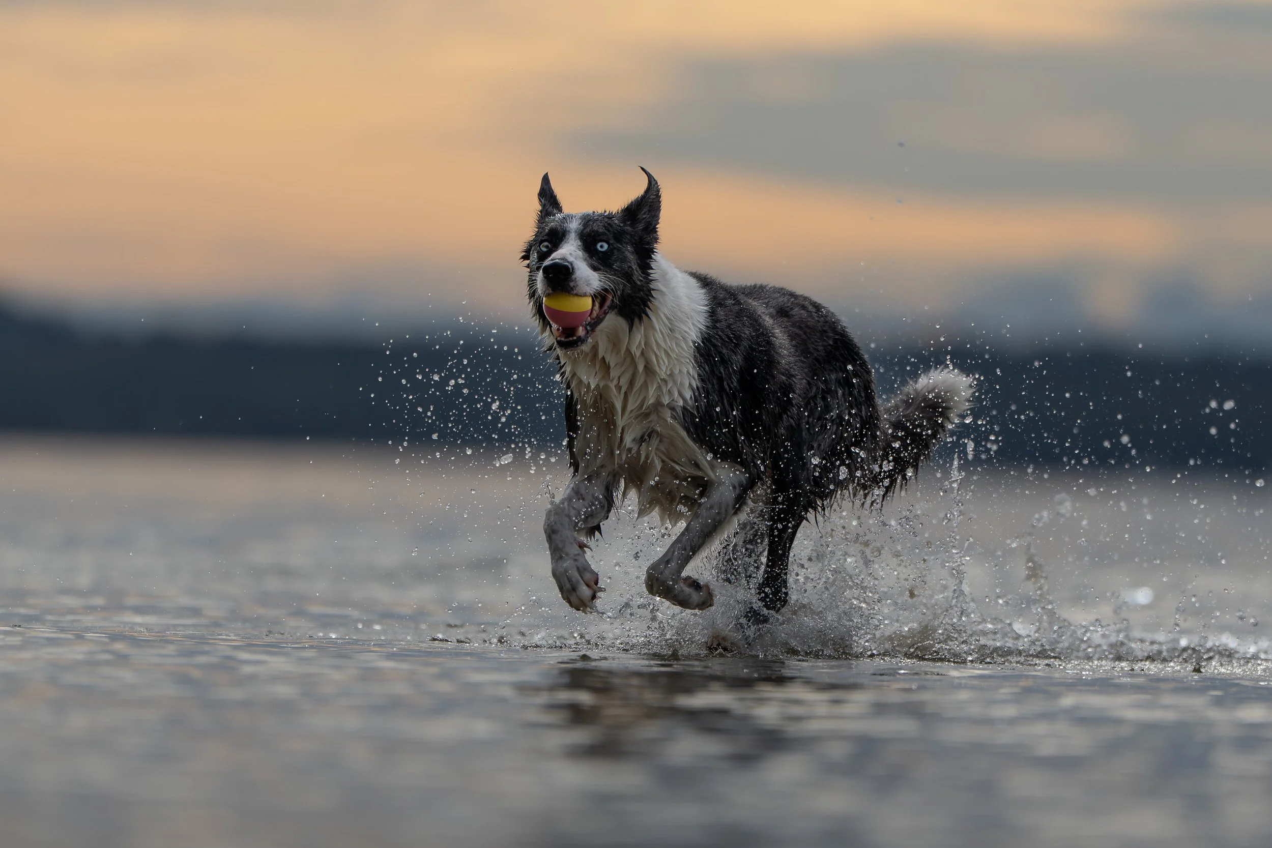 A black and white Border Collie running through shallow water at sunset, holding a yellow tennis ball in its mouth.