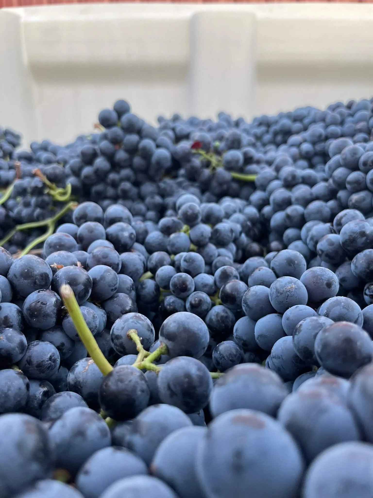 Close-up photograph of numerous dark purple grapes with green stems, piled together against a white background.