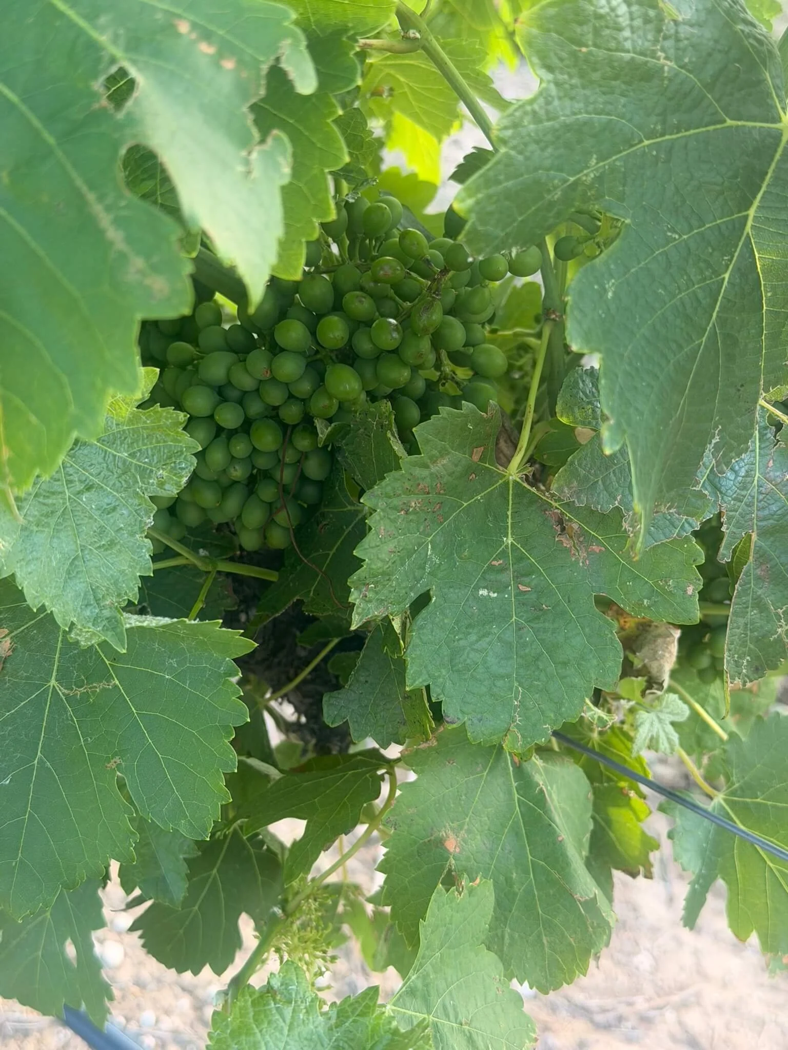 Close-up of a bunch of green grapes hanging from a vine, surrounded by large green leaves.