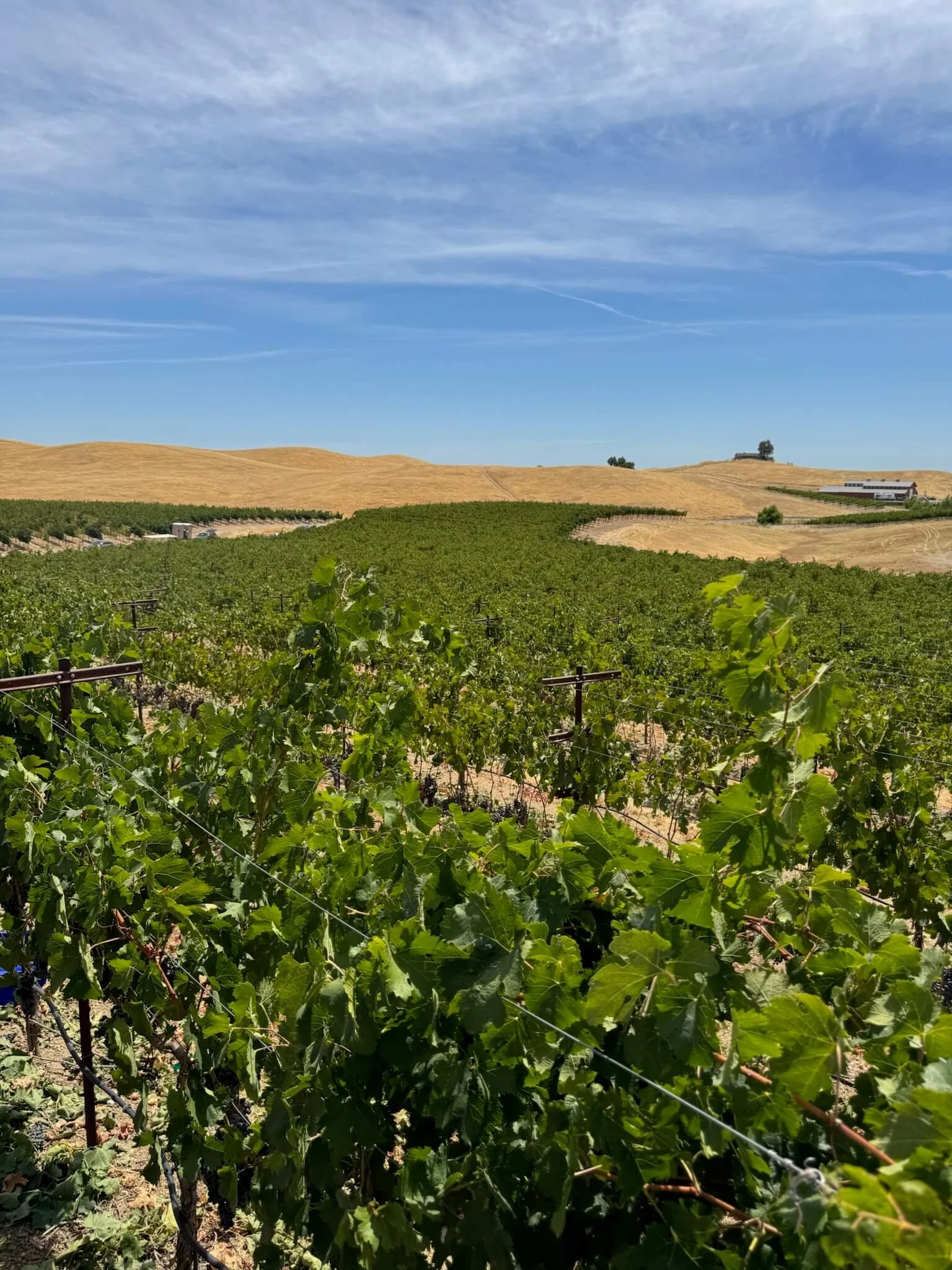 Vineyard in a rural landscape with rolling hills, some trees, a building, and a clear blue sky with wispy clouds.