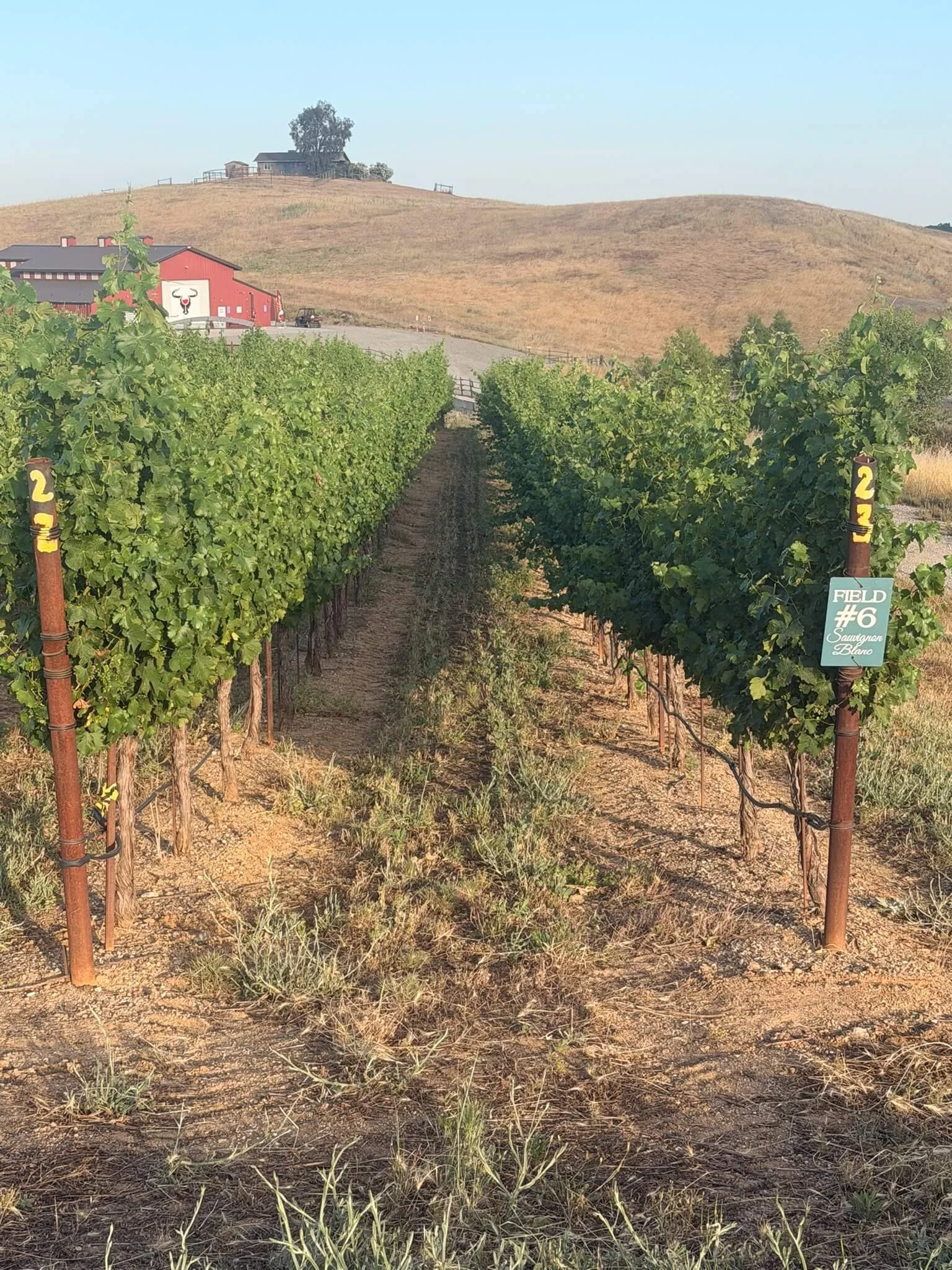 vineyard-with-barn-in-norcal.jpeg