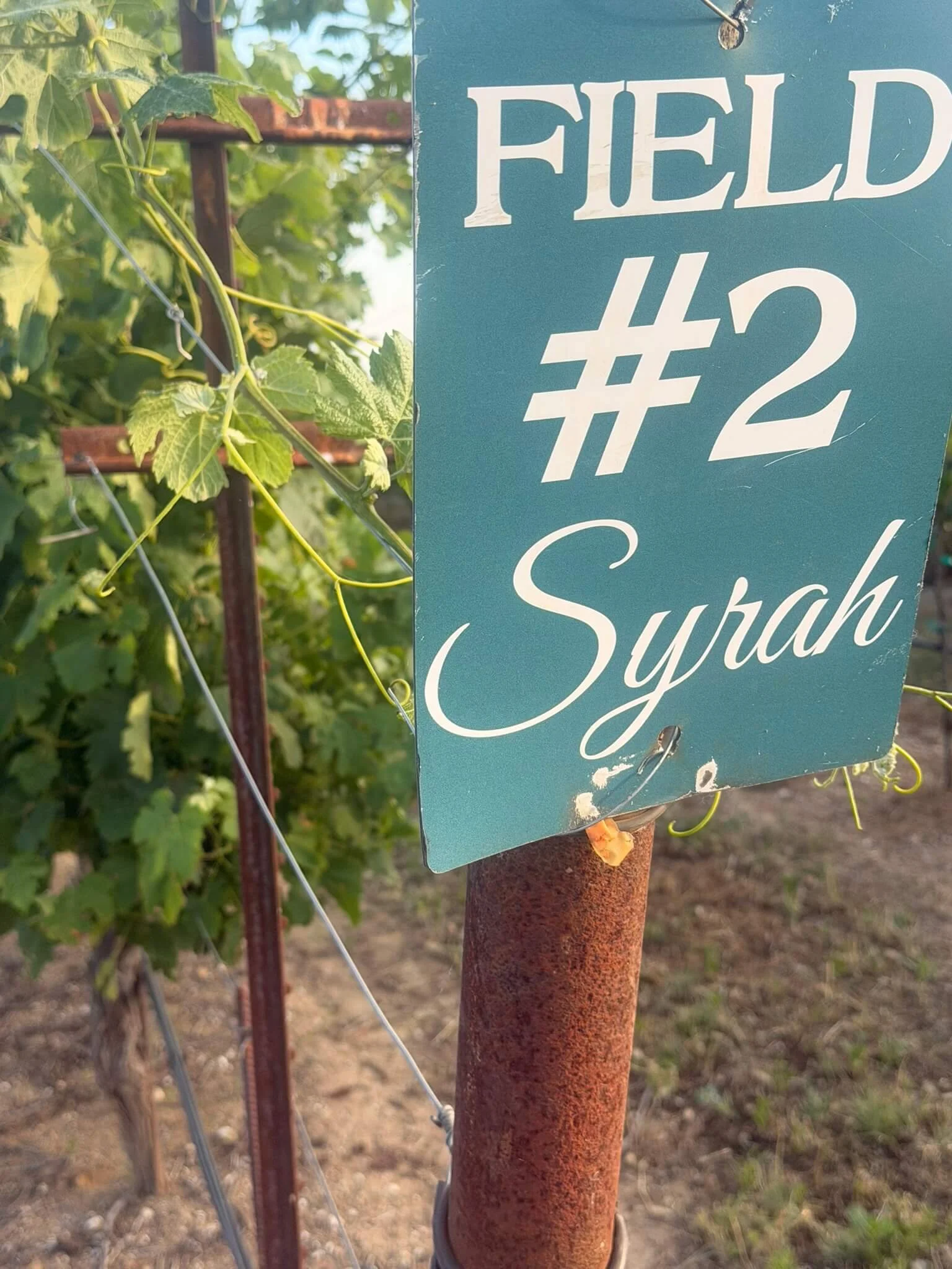 Close-up of a teal-colored metal sign reading 'FIELD #2' with cursive 'Syrah' underneath, attached to a rusty metal post supporting green grapevine leaves and a trellis in a vineyard.