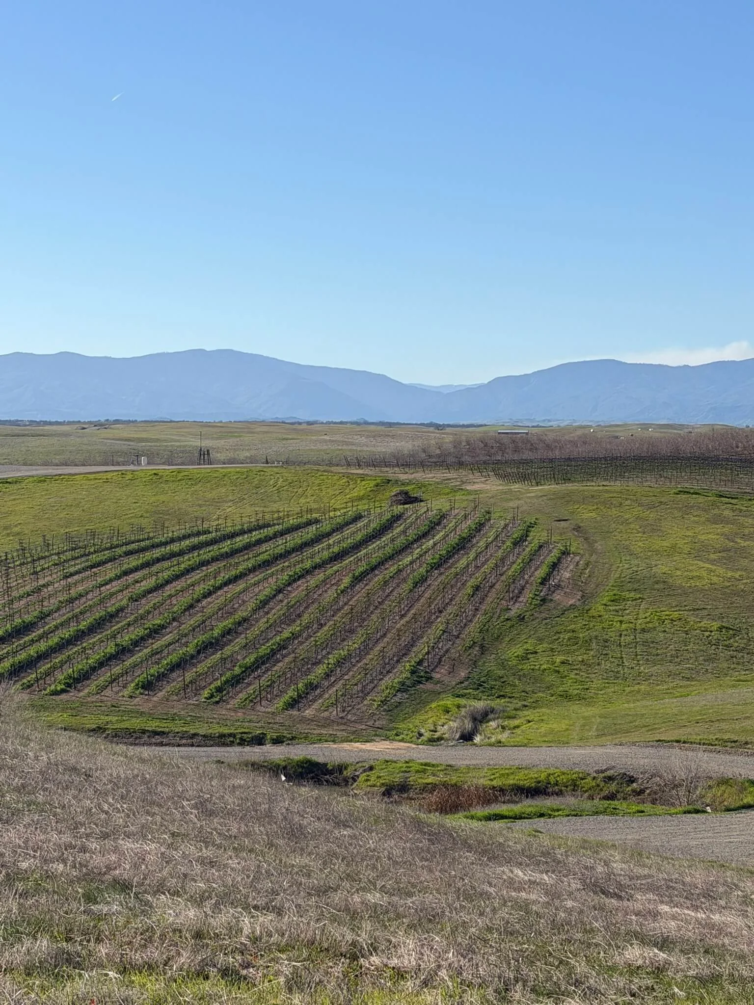 Wide view of a rural landscape with rolling green fields, vineyards, and distant mountains under a clear blue sky.