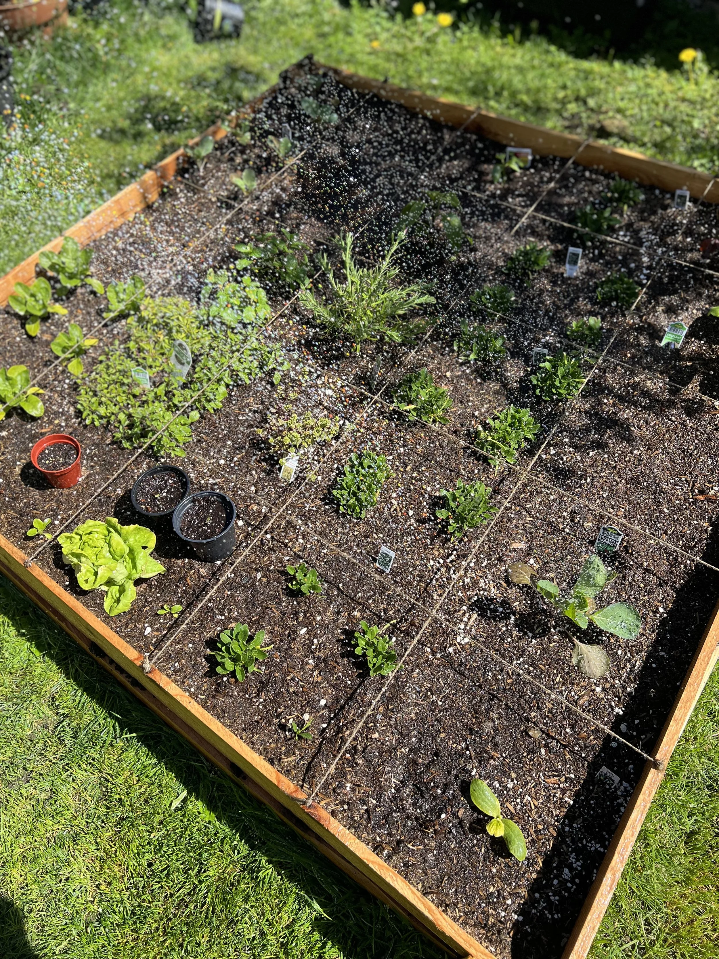 Raised garden bed with young plants and seedlings in soil, surrounded by grass.