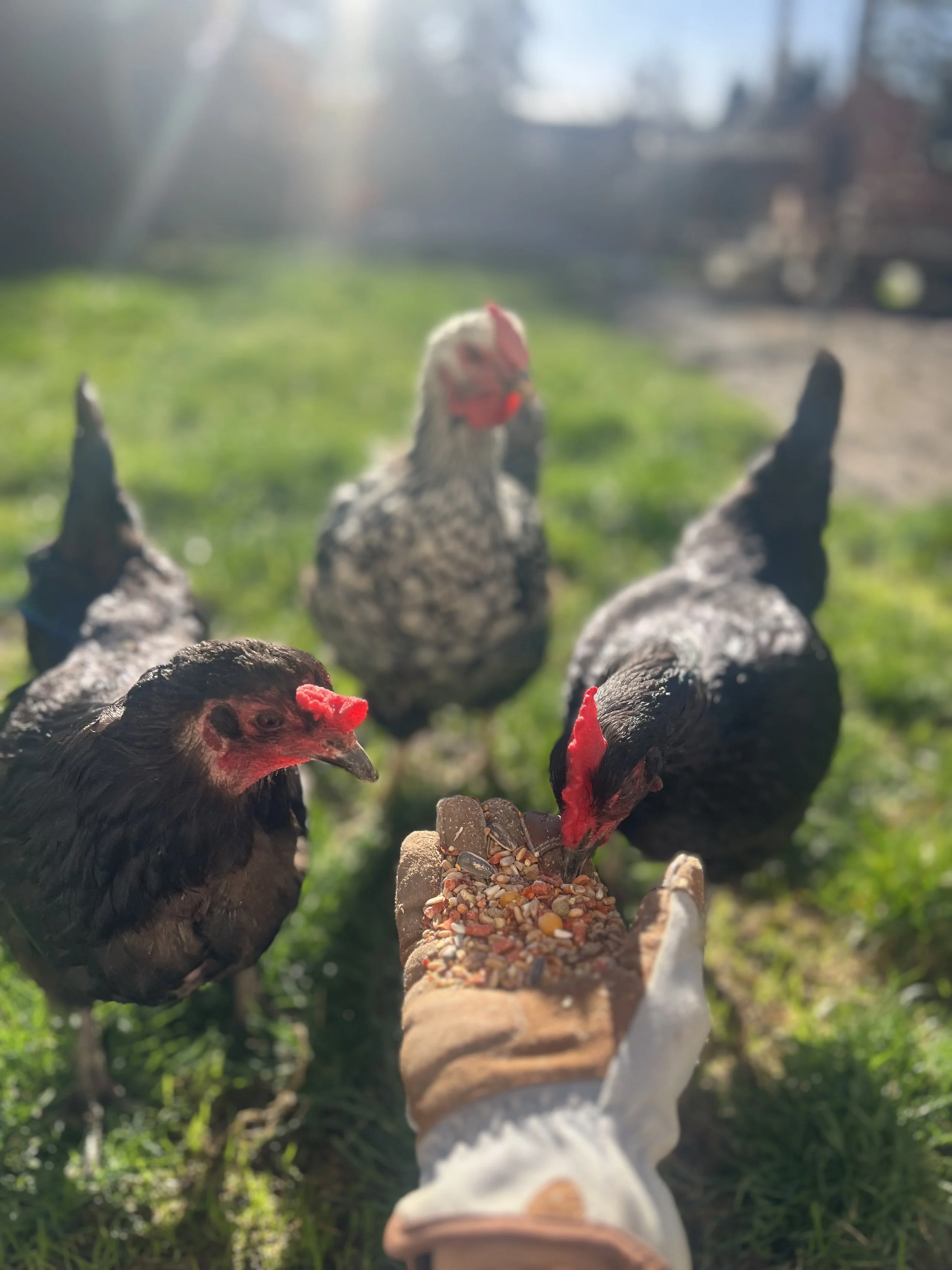 Van Brunt Farm