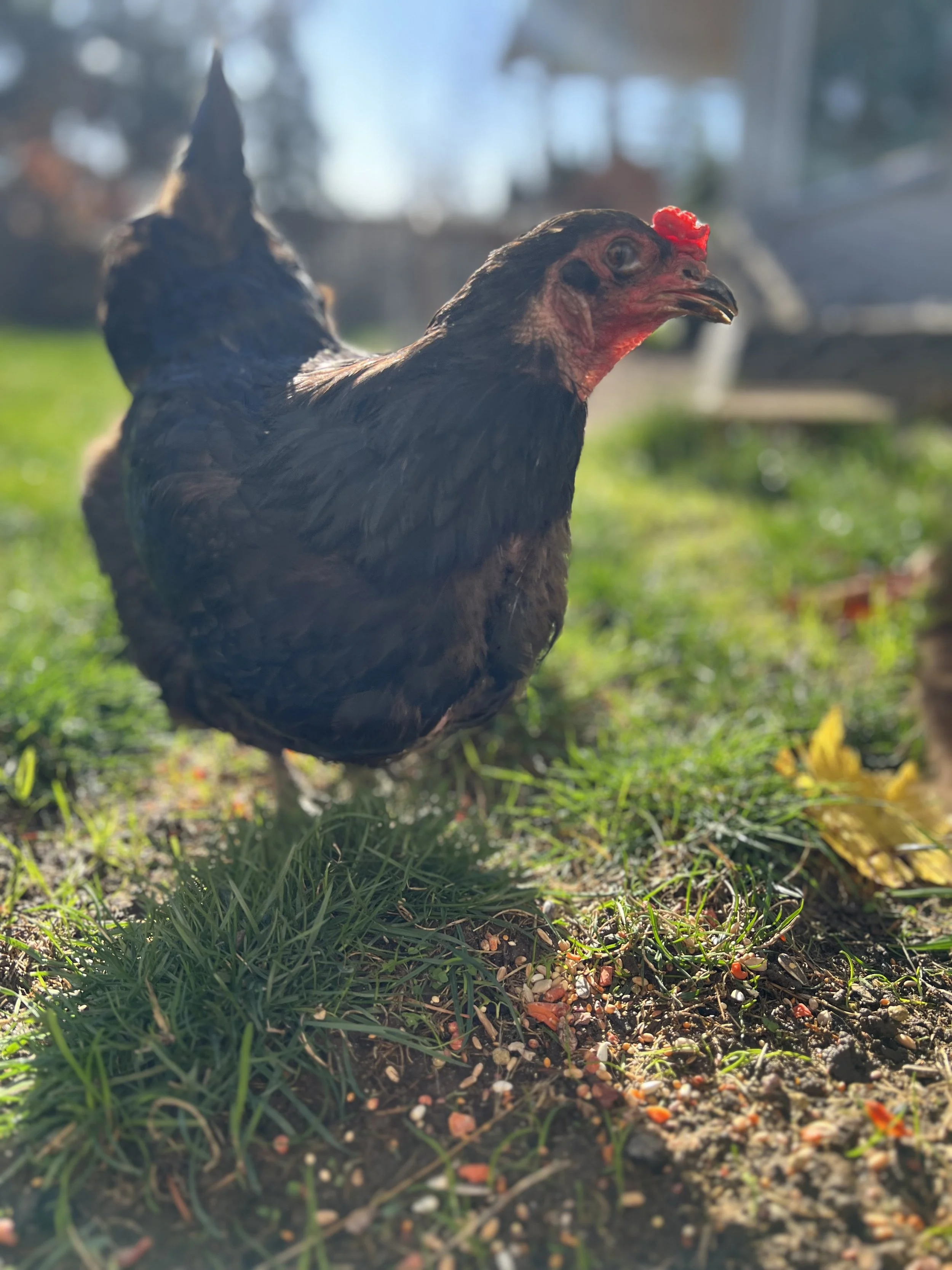 Close-up of a chicken standing on grass outdoors with blurred trees and sunlight in the background.