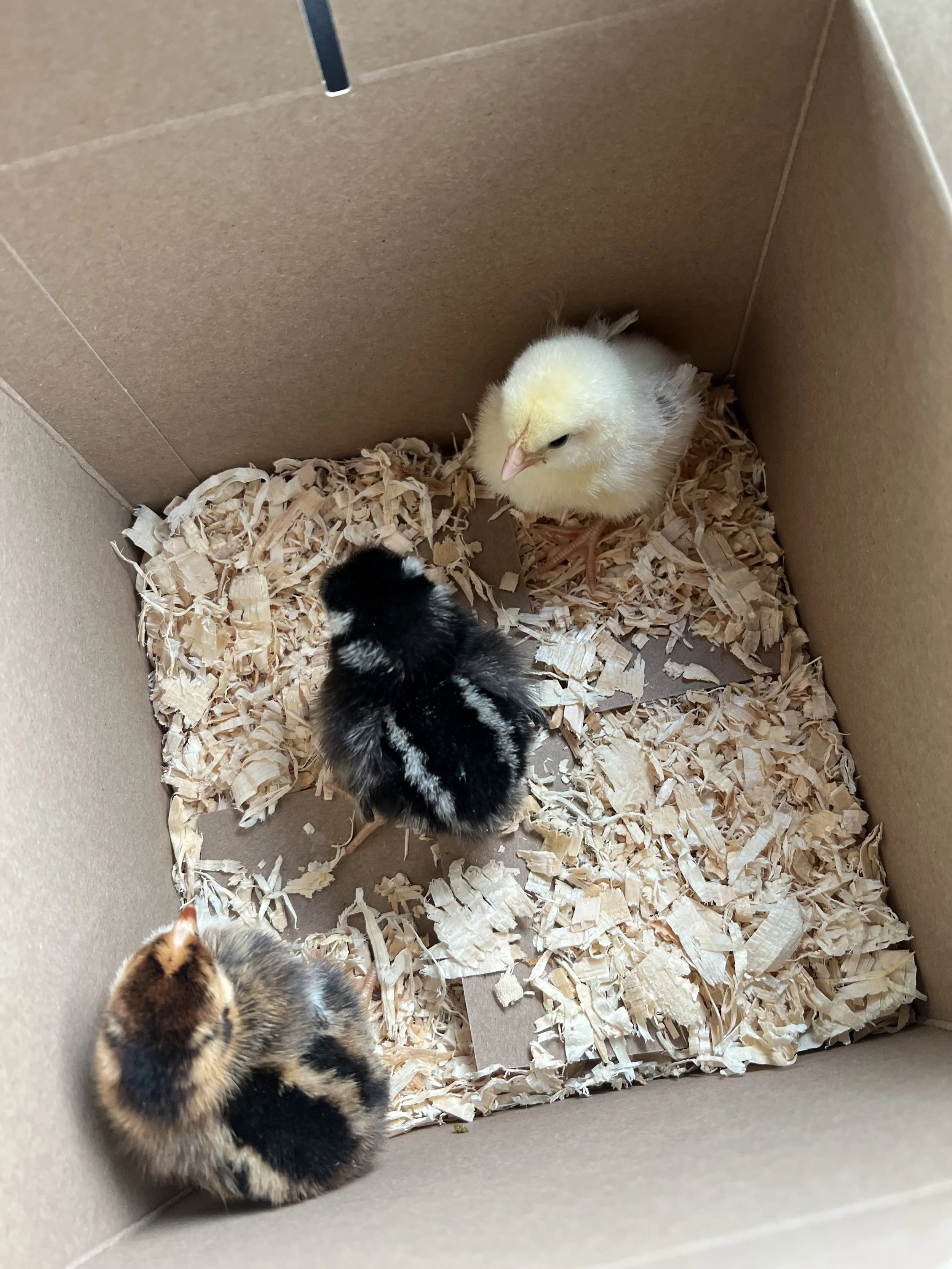 A box with wood shavings containing several chicks and a kitten, some chicks are yellow and some are black and white.