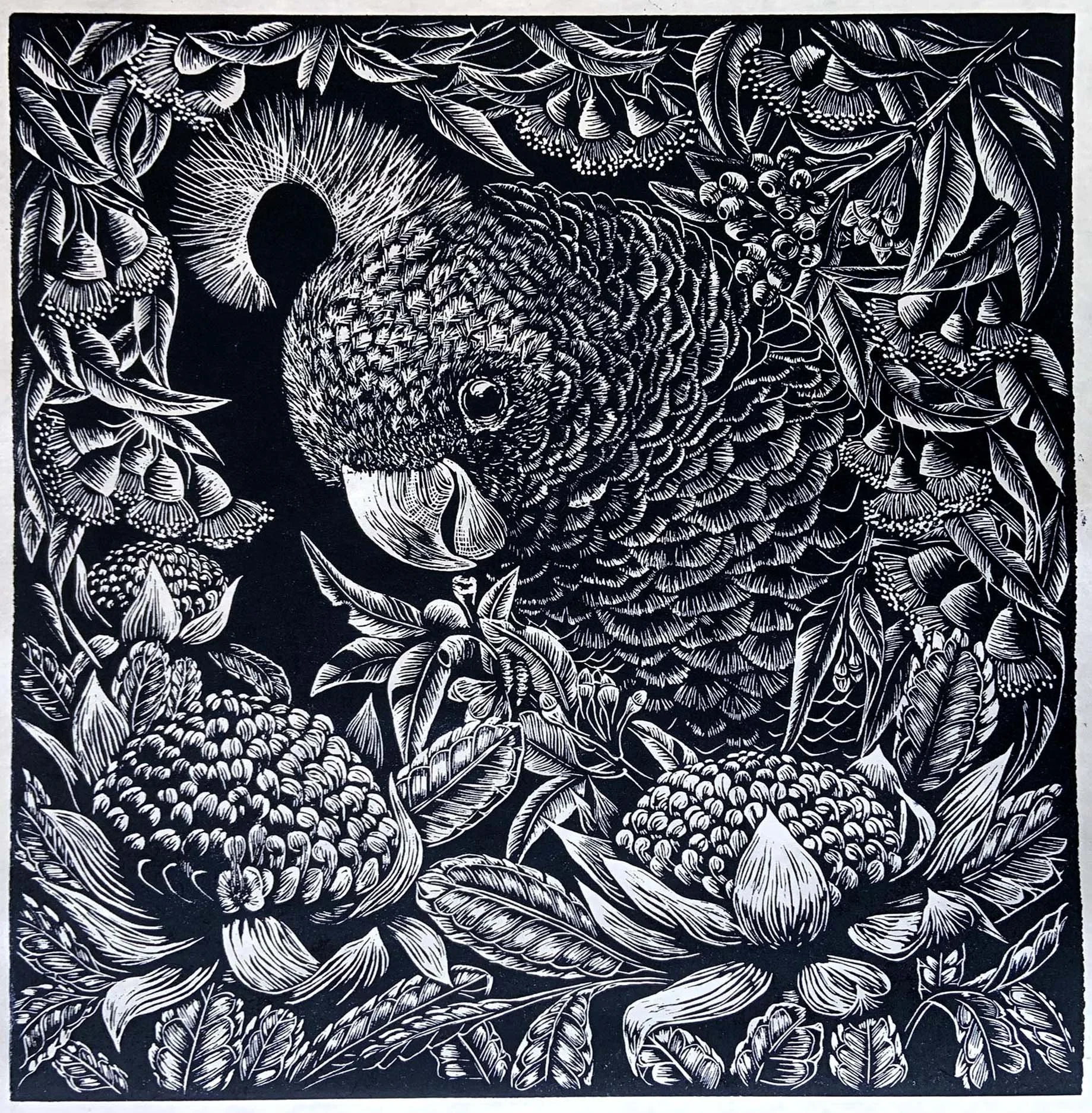 Gang Gang
linoprint ed. 11/50
45 x 45 cm / framed 68 x 68 cm
$ 1,100 framed | $ 880 unframed