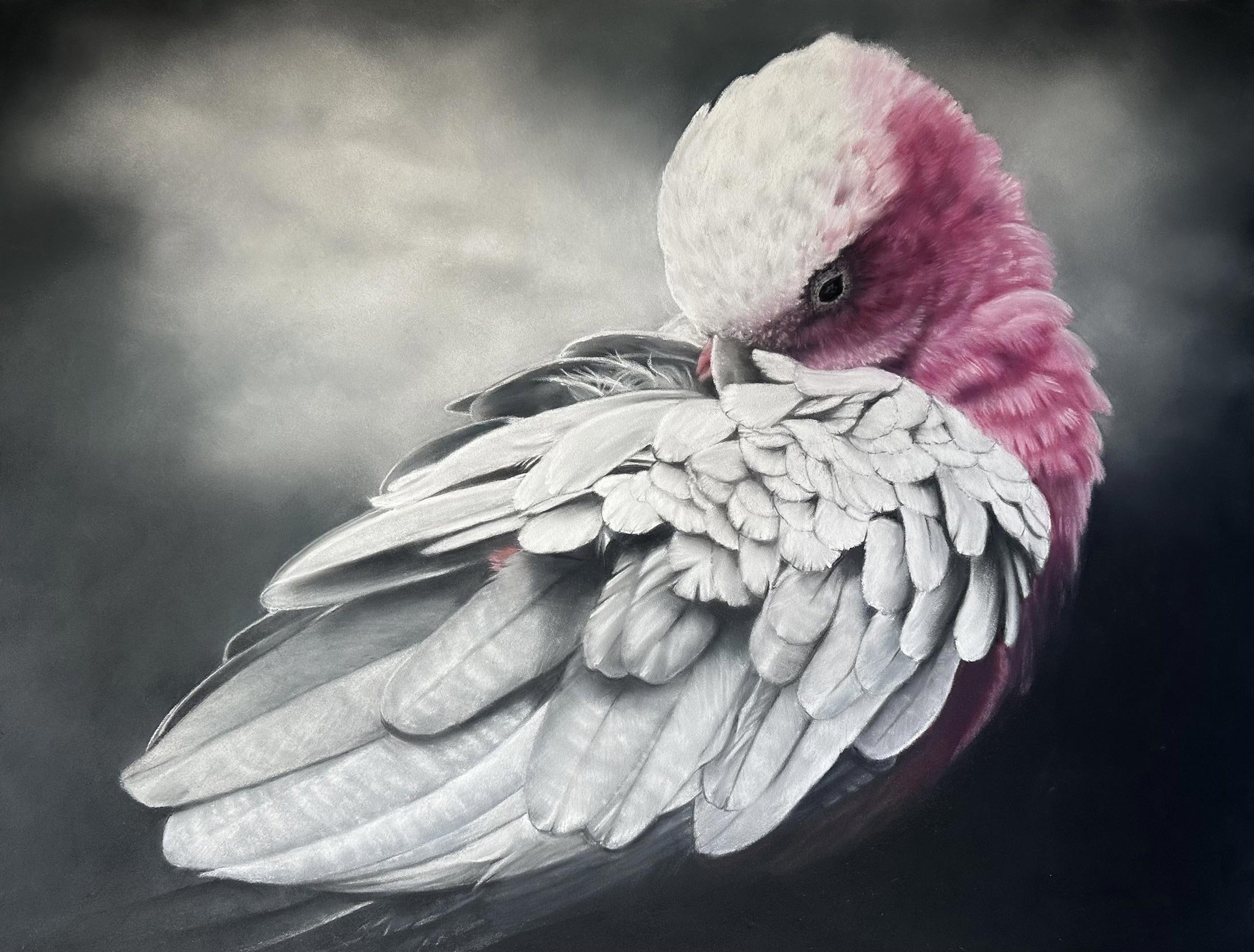 Fermata
soft pastel
47 x 60 cm / framed 69 x 82 cm
$3,200