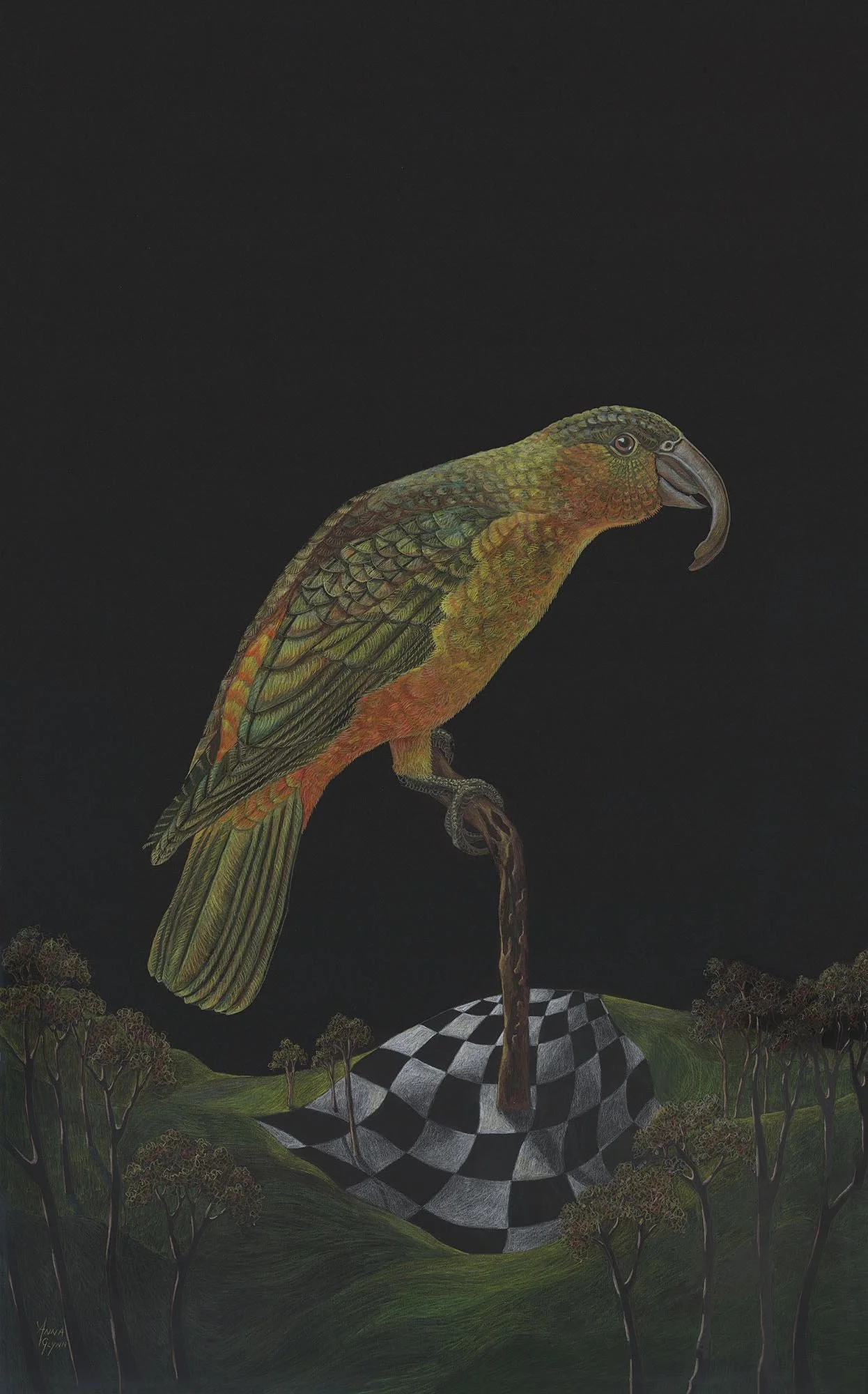 Extinction Game - Norfolk Island Kaka
2020
Pencil and watercolour on Stonehenge 250gsm paper
95 x 62cm unframed / 120 x 80cm framed
$7,500 