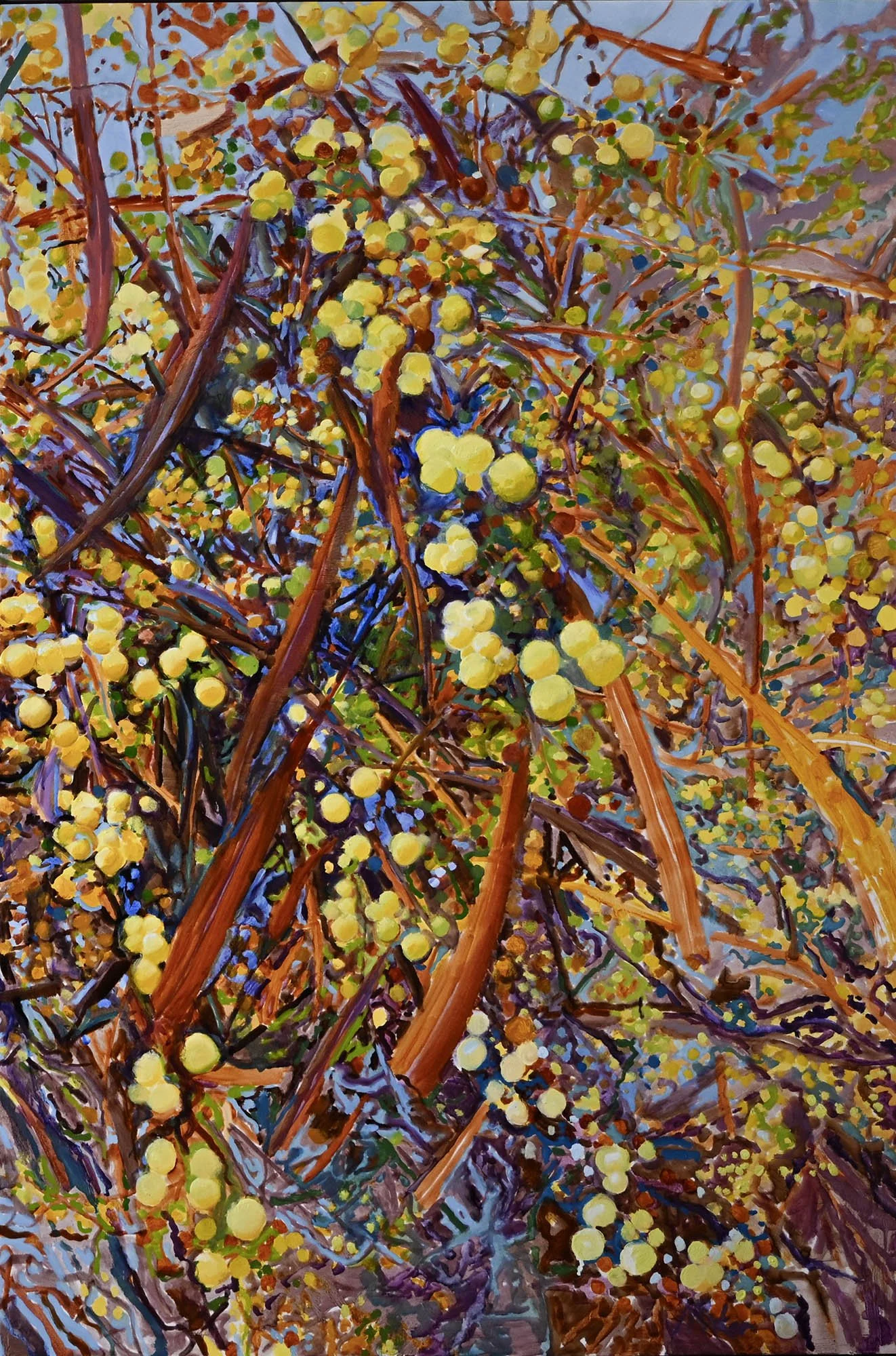 Wattle after a Wet Spring 2
oil on board
framed in Tassie oak
120 x 80 cm