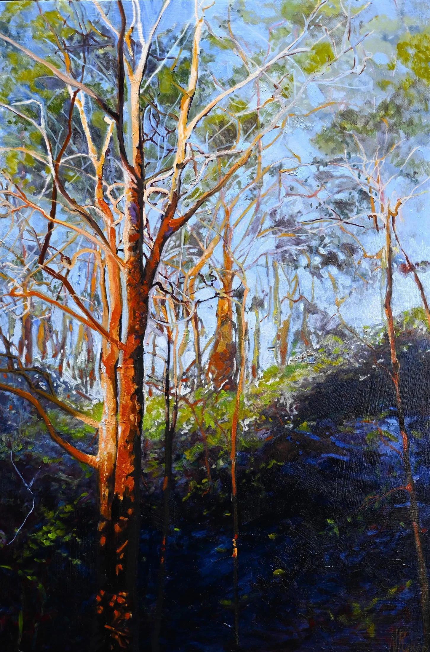 An oil painting of a forest scene with tall, slender trees with light reddish bark. The background is filled with blue sky and leafy green foliage, the forest floor shaded in dark tones, painted by Noni Ruker