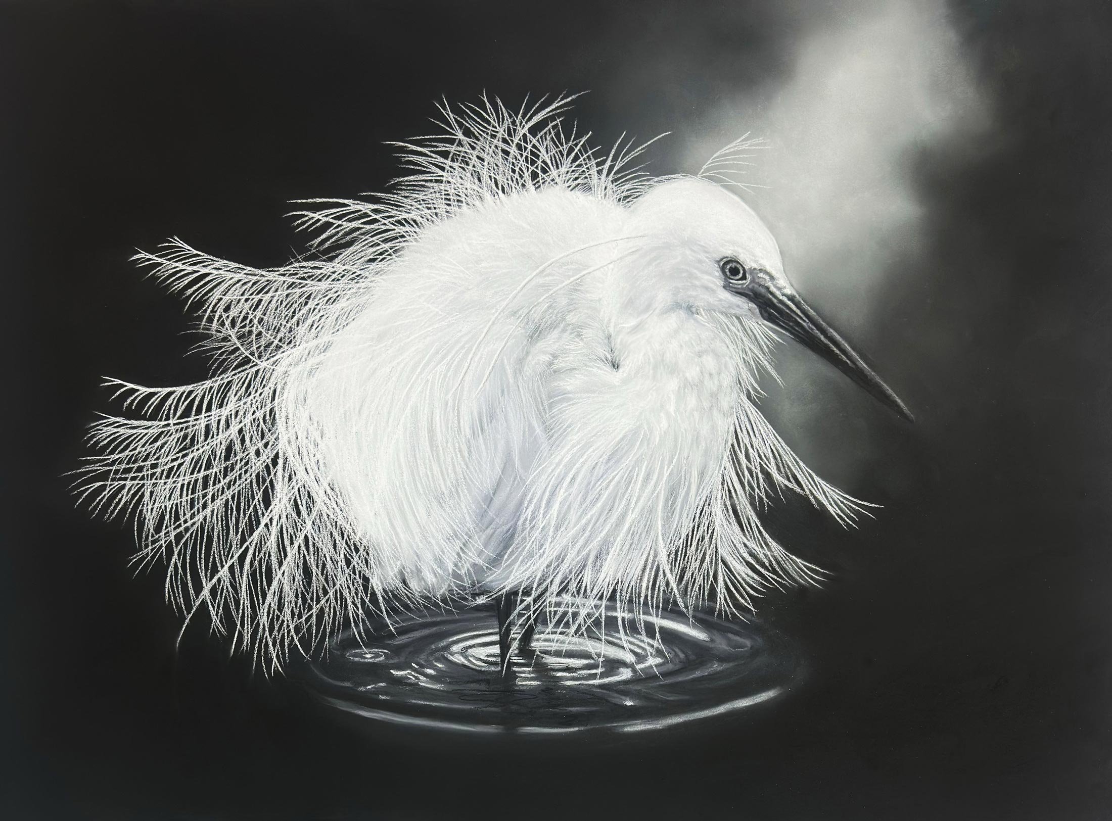 Narcissus
soft pastel
48 x 62 cm / 69 x 83 cm
$3,200