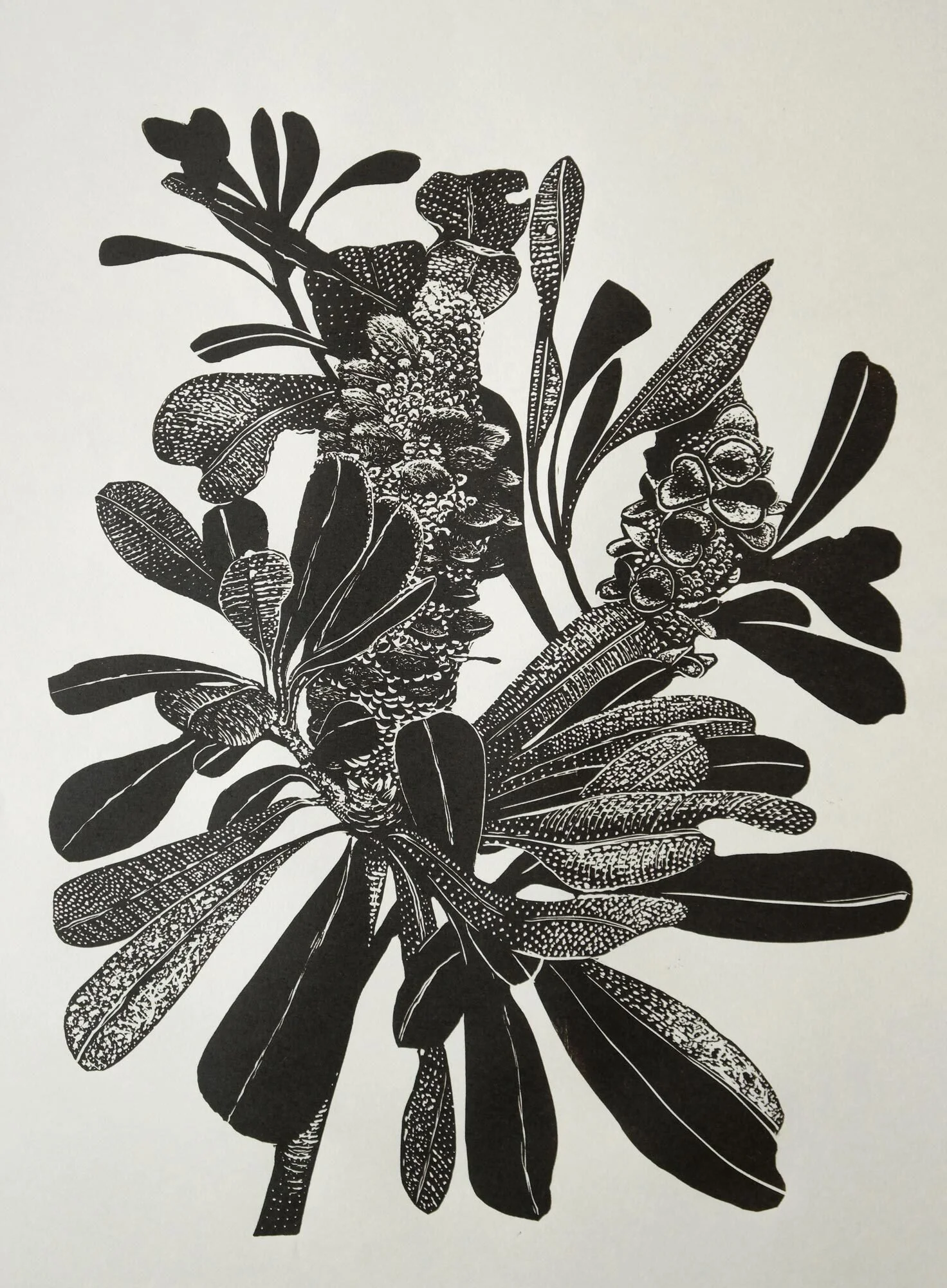 Banksia Integrifolia
Relief linocut
Ed. 2/10
40 x 34cm / framed 76 x 64cm
$1,700 (framed)