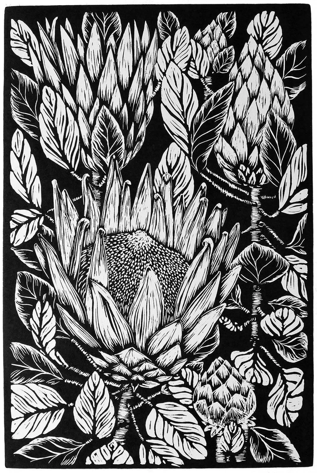 King Protea
Relief linocut
Ed. 10/50
framed 70 x 53cm
$1,400