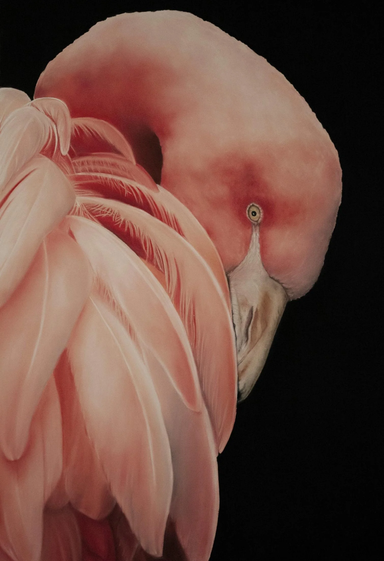 Rhapsody in Pink
soft pastel 
65.5 x 46 cm  /  framed 89 x 69 cm
$ 2,900