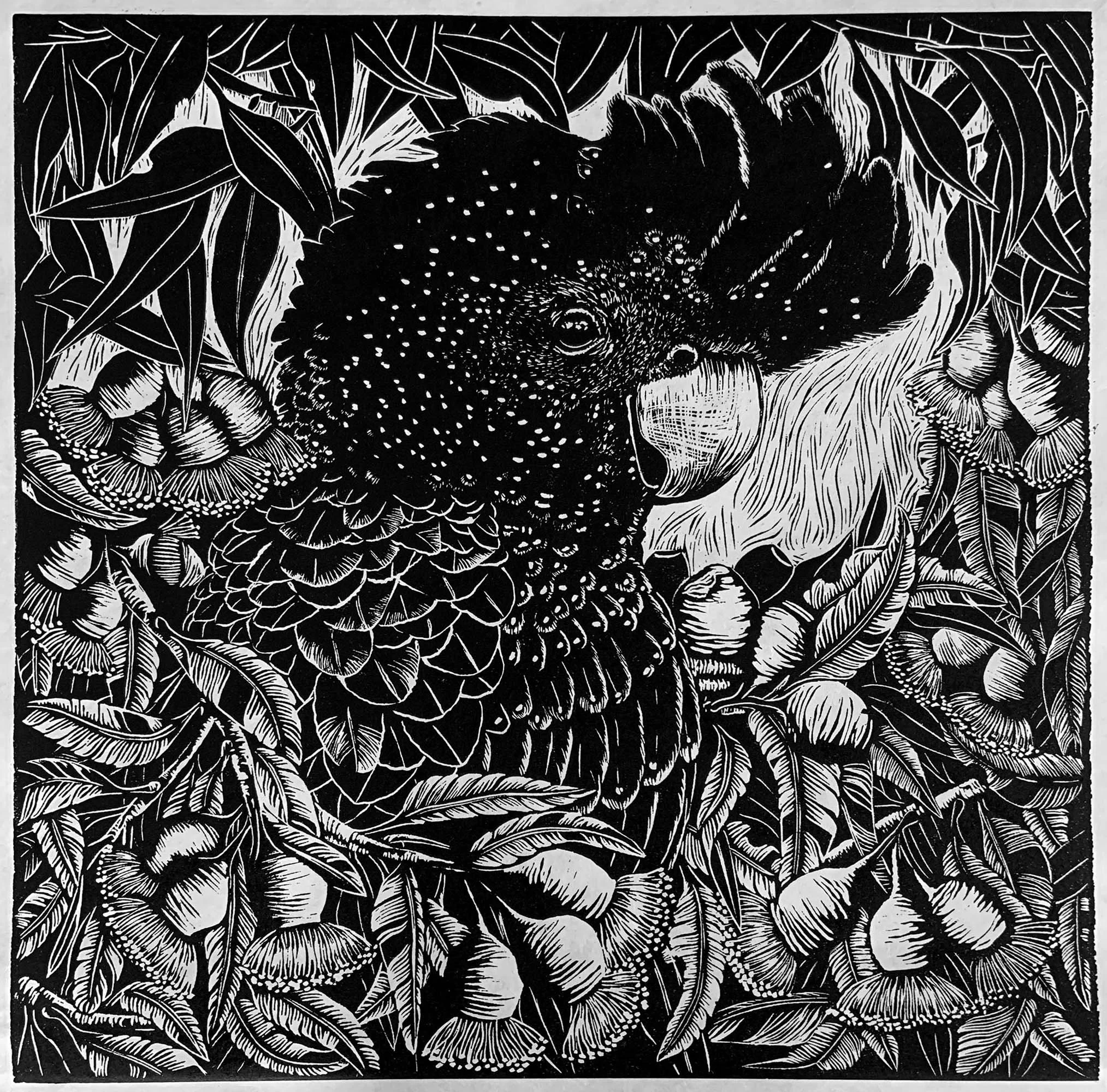 Red Tailed Black Cockatoo
linoprint ed. 14/50
45 x 45 cm / framed 68 x 68 cm
$ 1,100 framed | $ 880 unframed