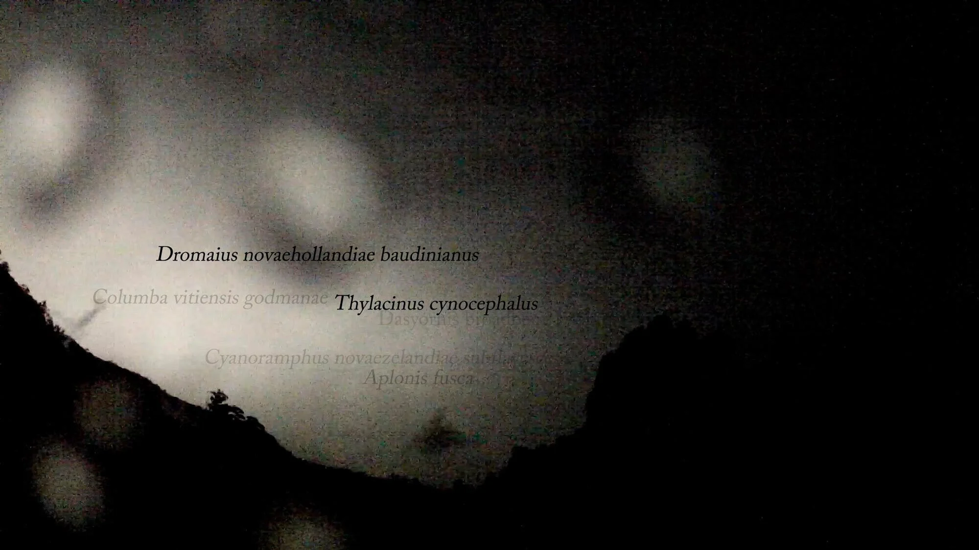Antipodean Nocturne | Extinction
2018
Moving image/video single channel MP4
No. 1 in edition of 7
07:00 minutes
$5,750