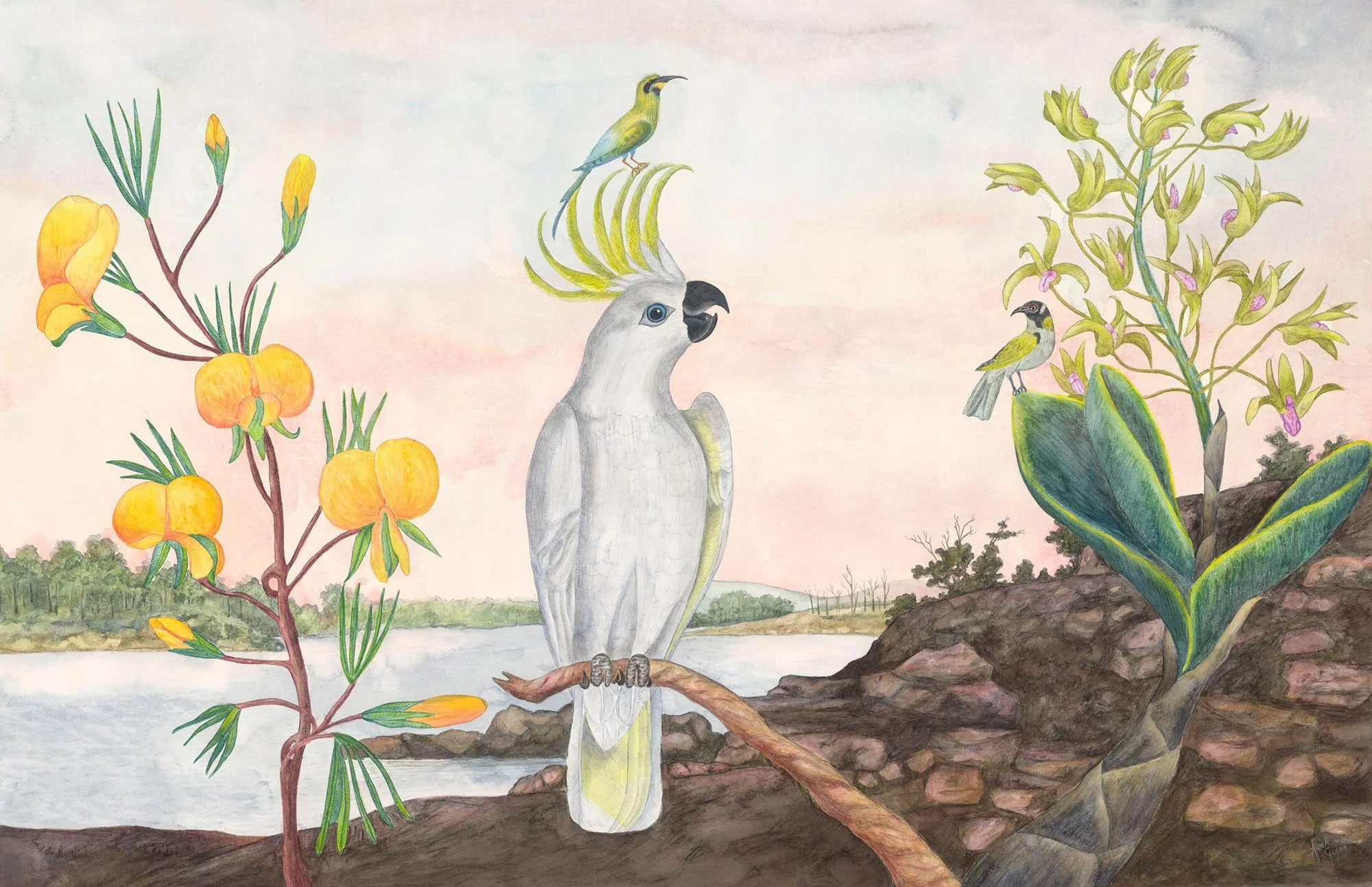 Antipodean Wonderland Tableaux Cockatoo of Port Jackson
2017
Ink, watercolour & pencil on Arches paper
66 x 102 cm / 91 x 125 cm framed
$8,000